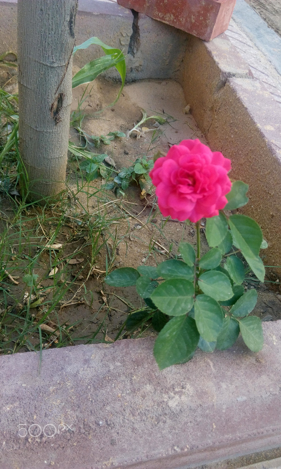 HTC DESIRE 816G DUAL SIM sample photo. Hope rose photography