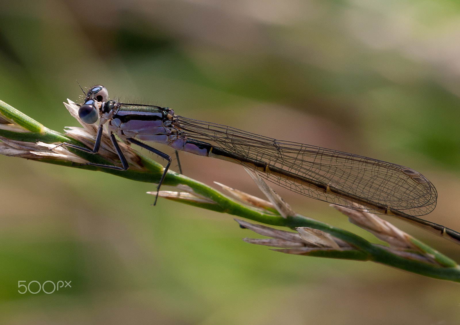 Canon EOS 450D (EOS Rebel XSi / EOS Kiss X2) + Canon EF 100mm F2.8L Macro IS USM sample photo. Dragonfly photography