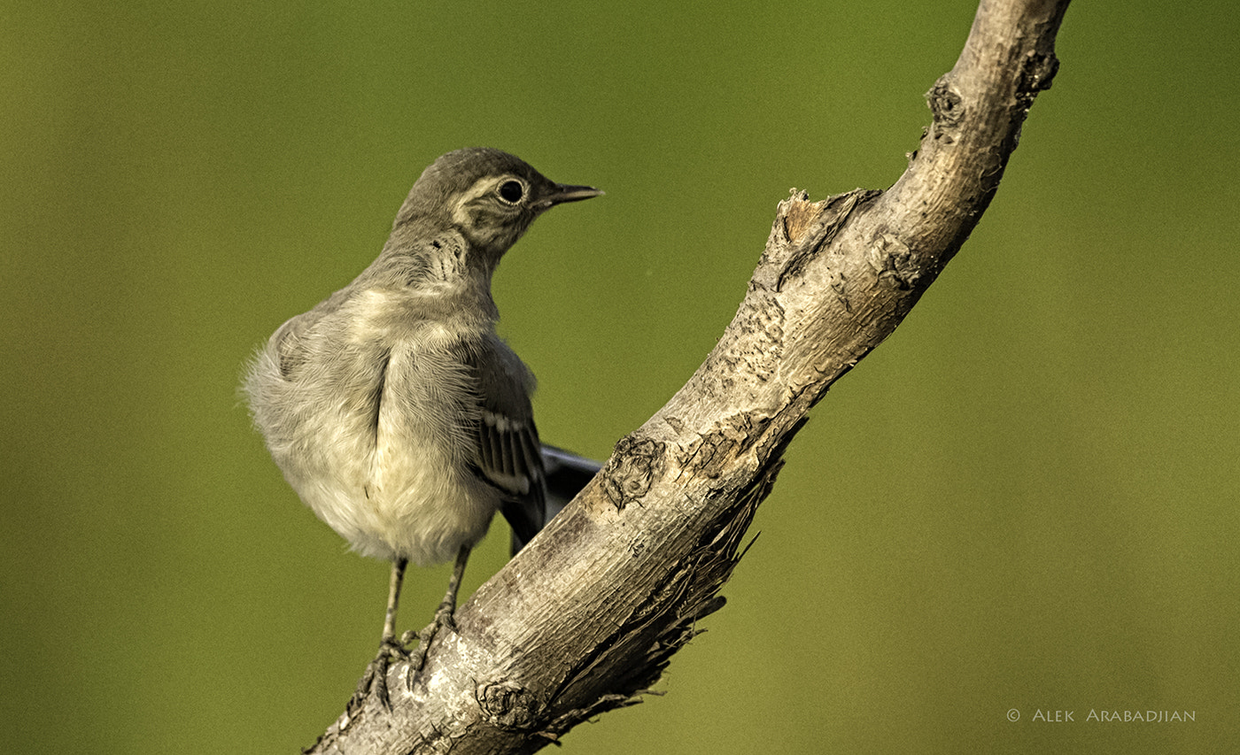 Nikon D5 + Nikon AF-S Nikkor 400mm F2.8E FL ED VR sample photo. White boy photography