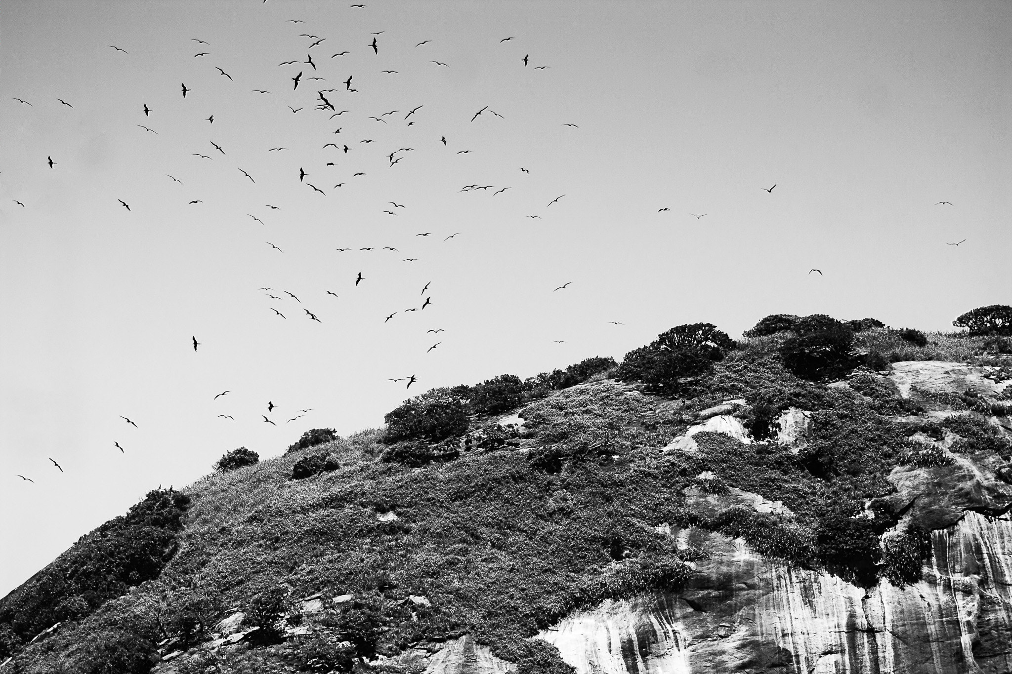 Canon 75.0-300.0 mm sample photo. Aves marinhas photography