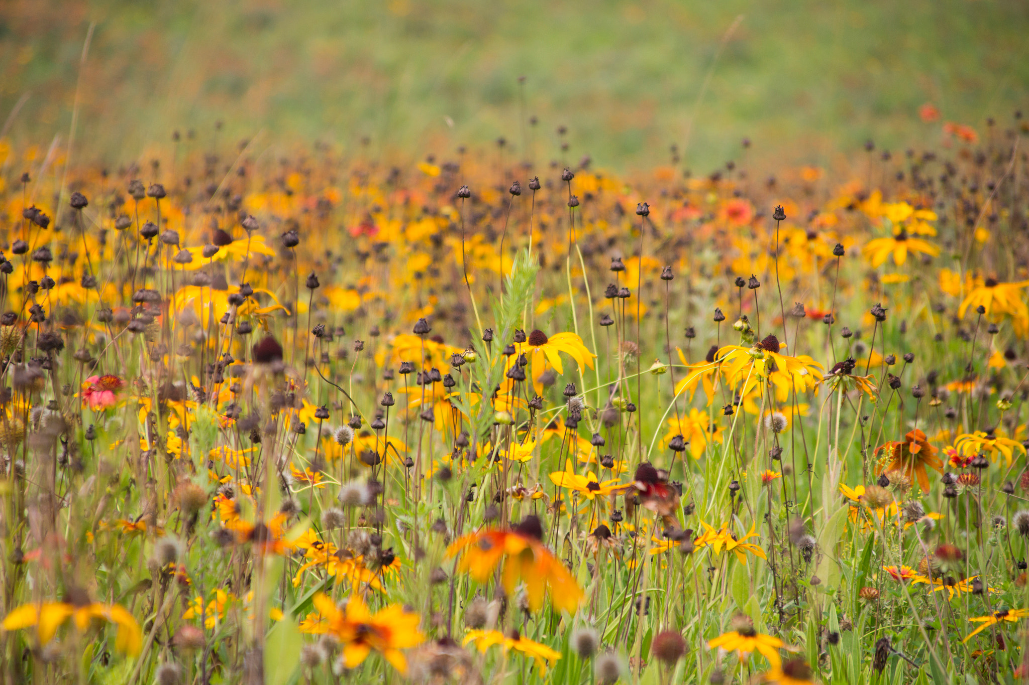 Canon EOS 70D + Canon TS-E 90mm F2.8 Tilt-Shift sample photo