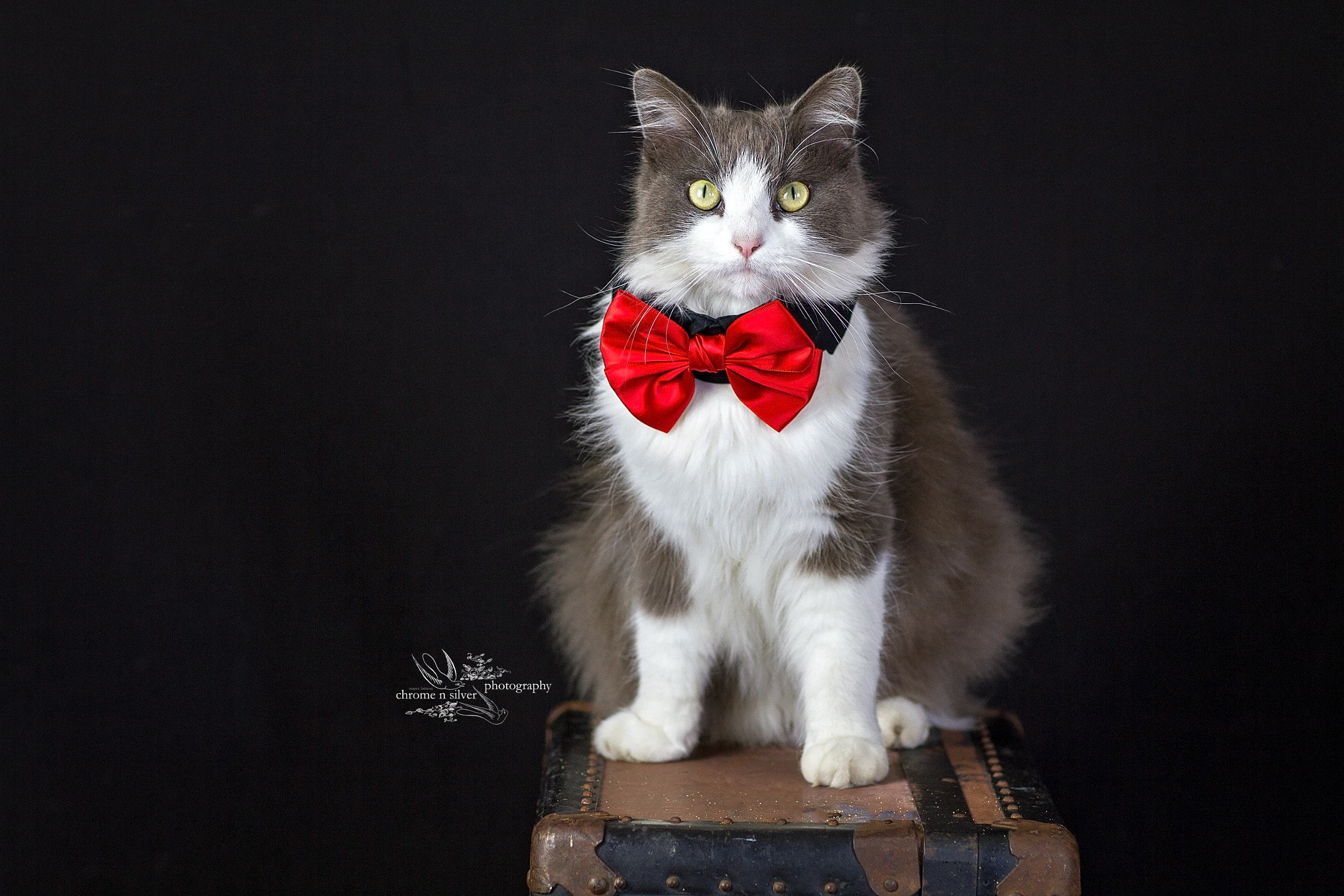 Canon EOS 7D + Canon EF 85mm F1.2L II USM sample photo. George in a bowtie photography