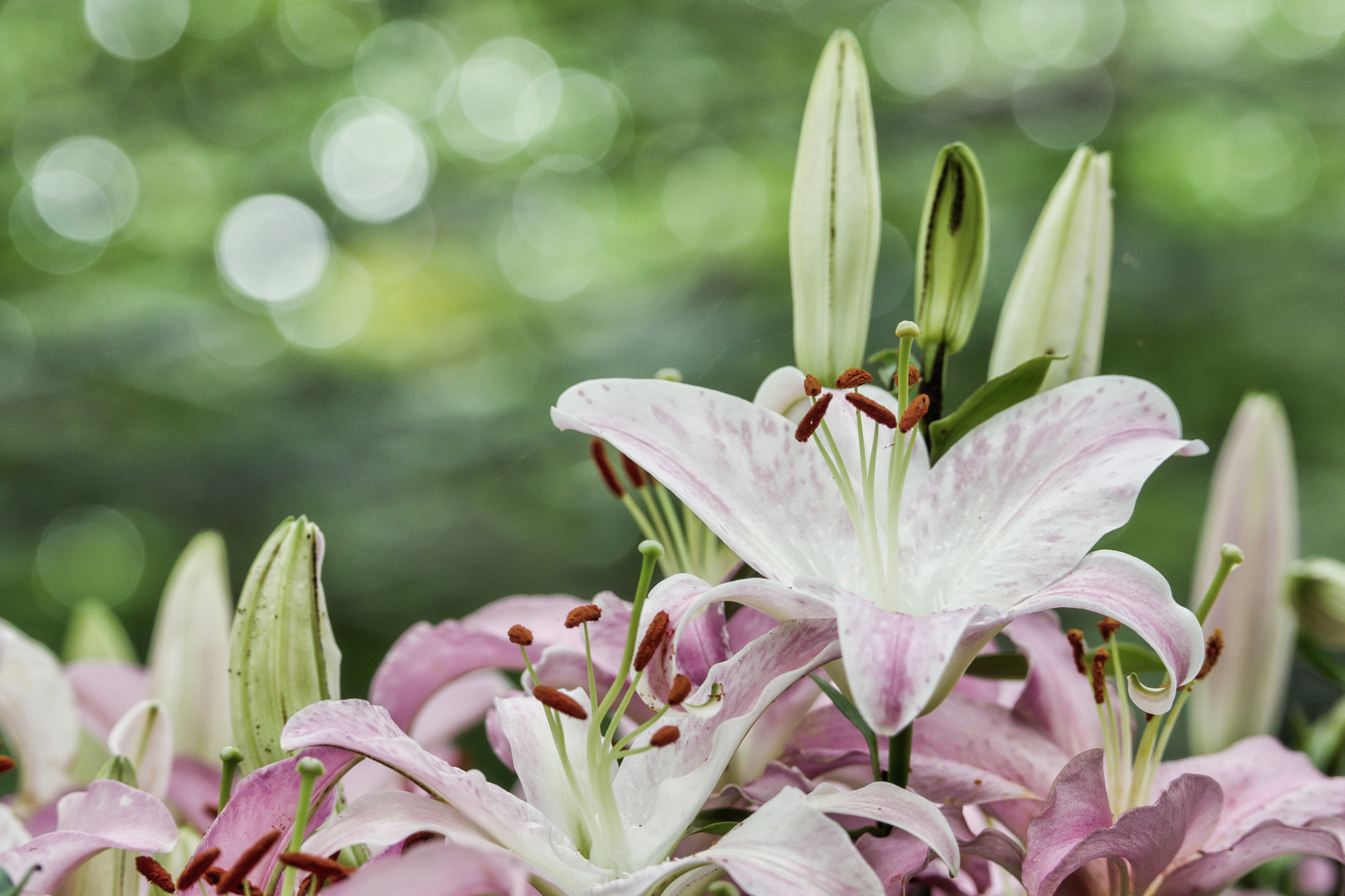 Pentax K-3 sample photo. Beauty flowers photography