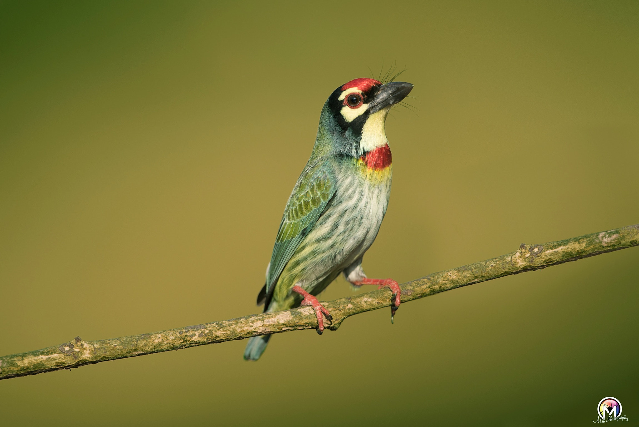 Nikon D750 + Nikon AF-S Nikkor 600mm F4G ED VR sample photo. Coppersmith barbet photography