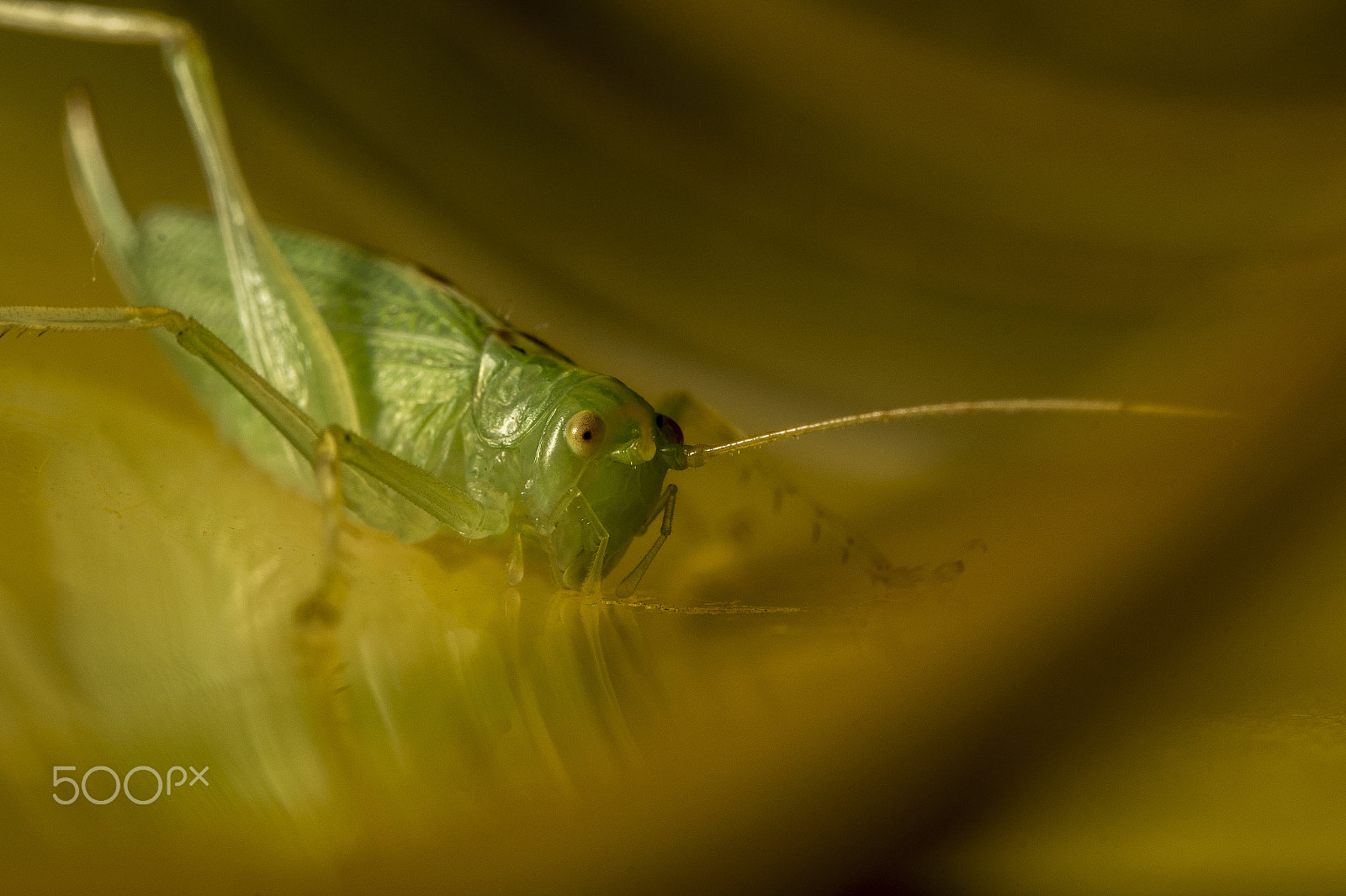 Sony SLT-A58 + 90mm F2.8 Macro SSM sample photo. Little jumper photography