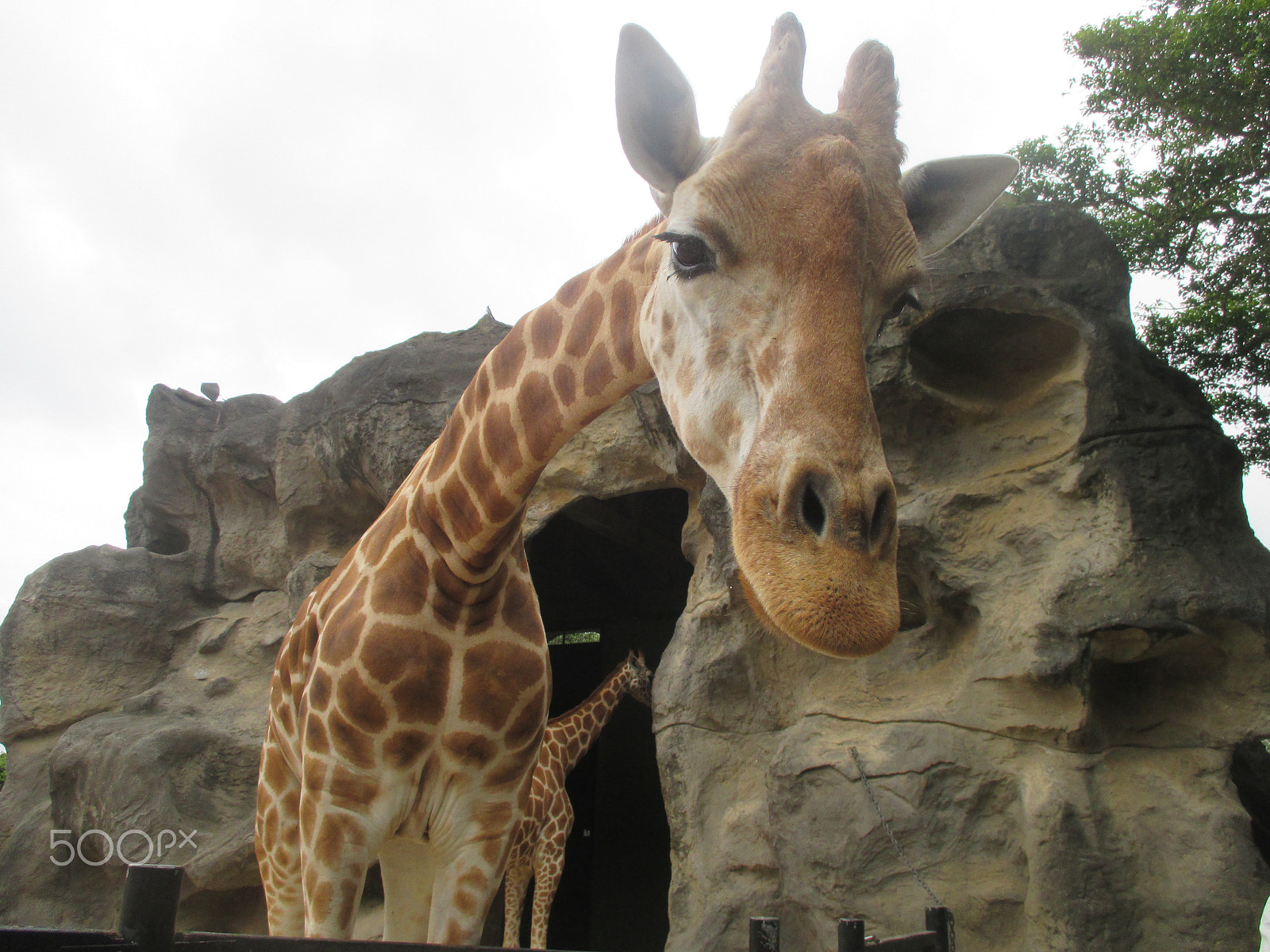 Canon IXUS 135 sample photo. Close up giraffe photography