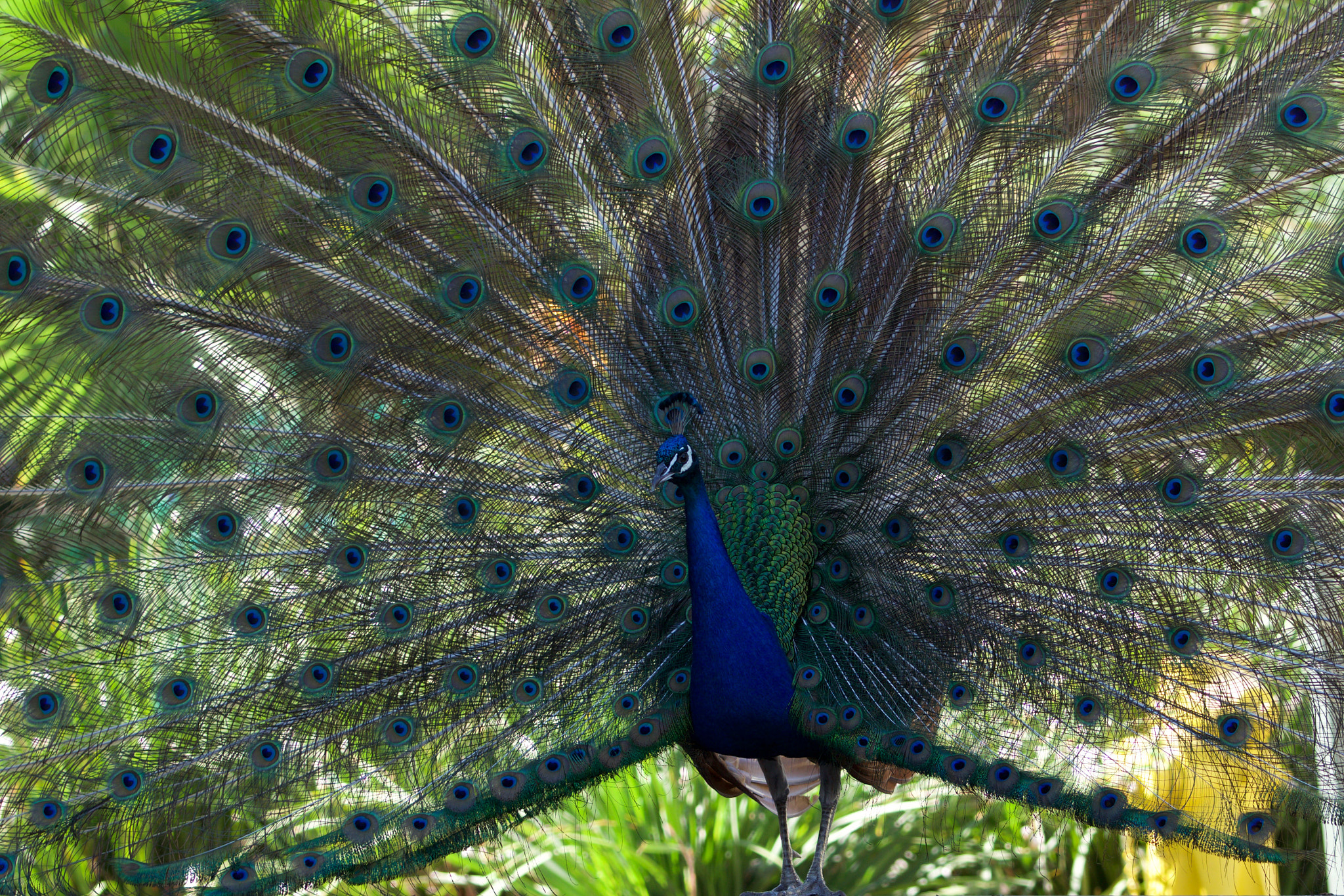 Sony a6000 + Sony FE 70-200mm F4 G OSS sample photo. Impressive peacock photography