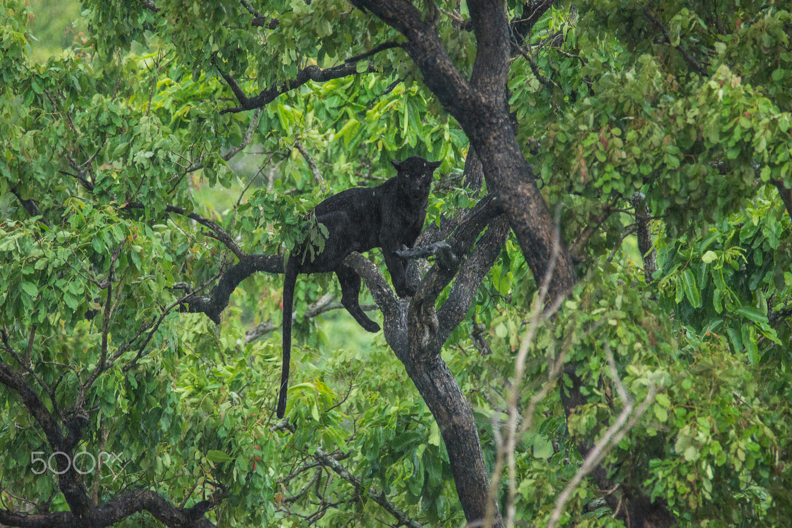 Sony SLT-A65 (SLT-A65V) + Tamron SP 150-600mm F5-6.3 Di VC USD sample photo. Bagheera in the rain photography