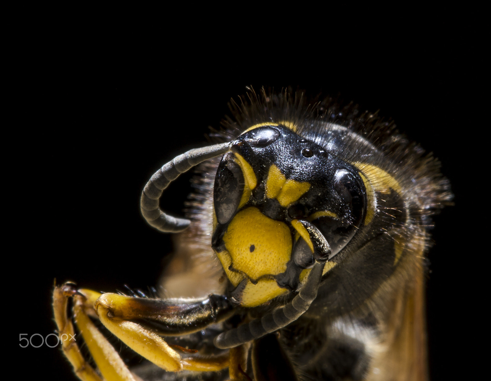 Sony SLT-A58 + 90mm F2.8 Macro SSM sample photo. Wespe portrait photography