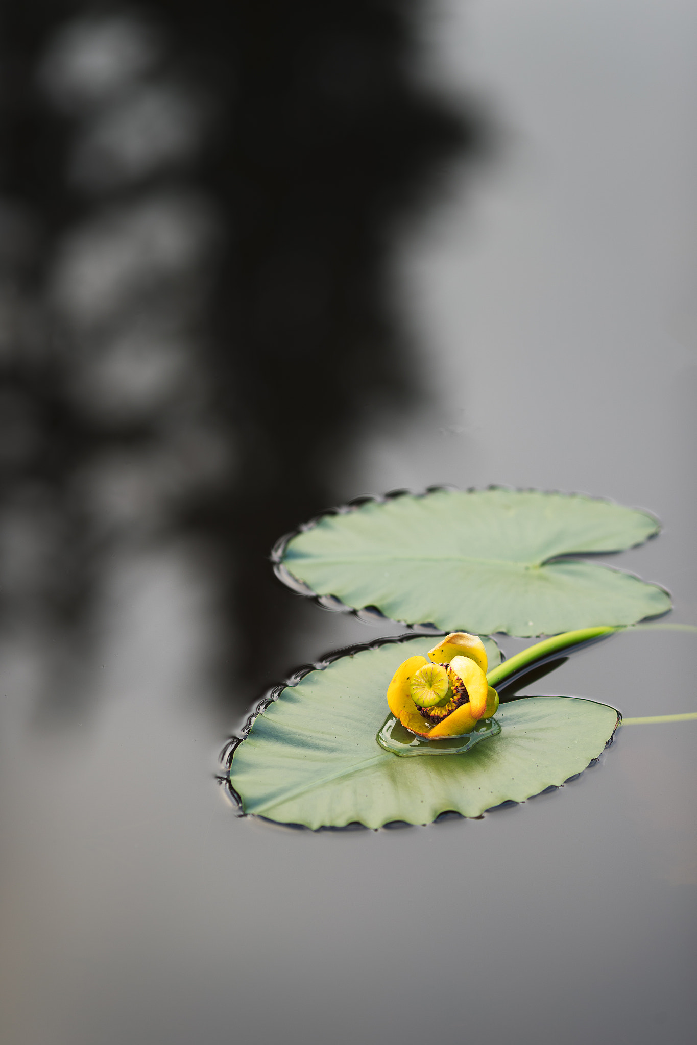 Canon EF 135mm F2L USM sample photo. Nuphar polysepala - great yellow pond lily photography