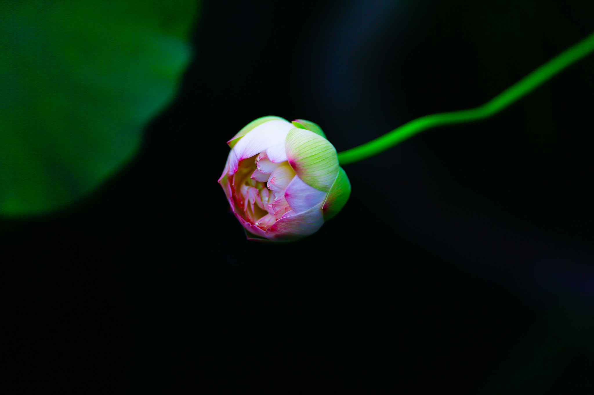 Canon EF 200mm F2L IS USM sample photo