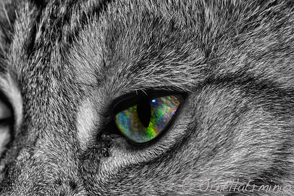 Nikon D200 + Nikon AF Micro-Nikkor 60mm F2.8D sample photo. Sguardo felino photography