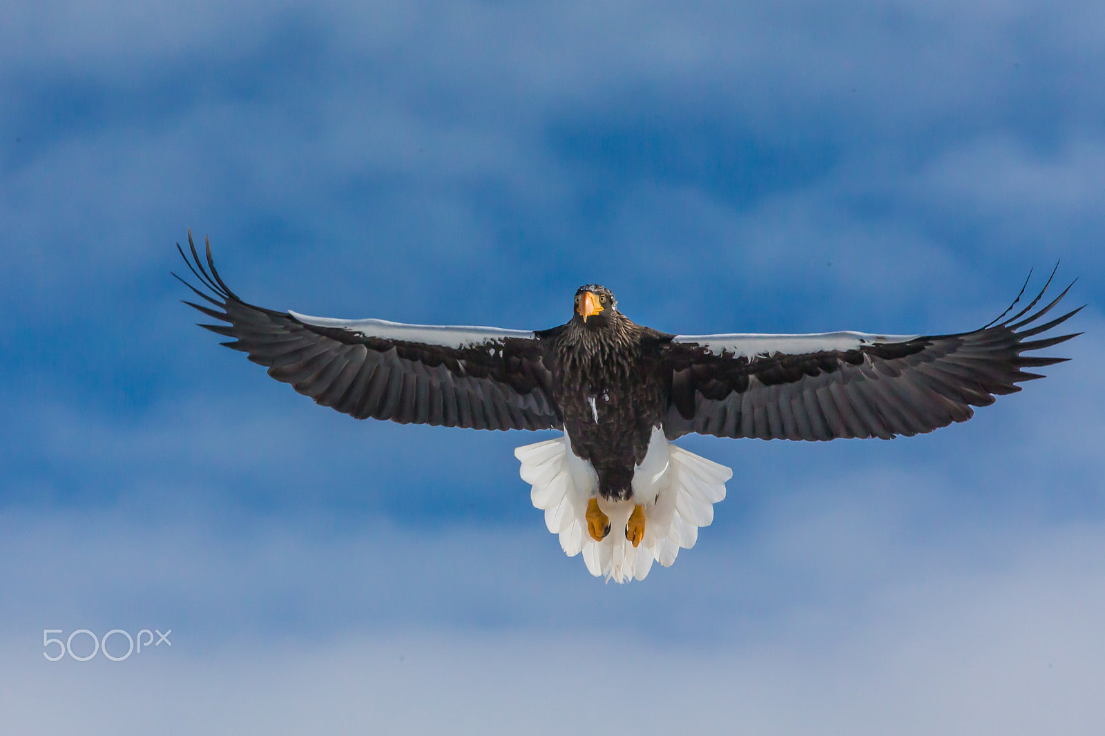 Canon EOS-1D X sample photo. Hovering photography