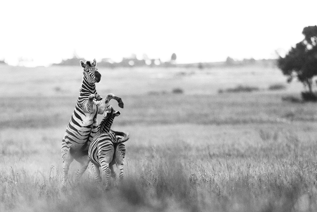 Canon EF 300mm F2.8L IS USM sample photo. Zebra fight photography