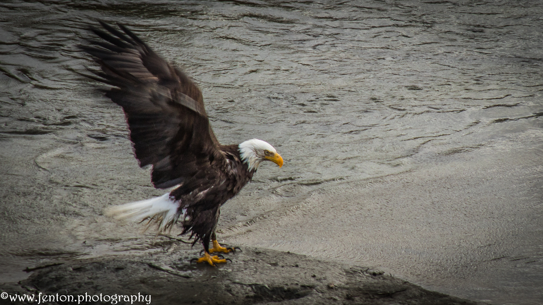 Canon EOS 760D (EOS Rebel T6s / EOS 8000D) sample photo. Bath time for bald eagle photography