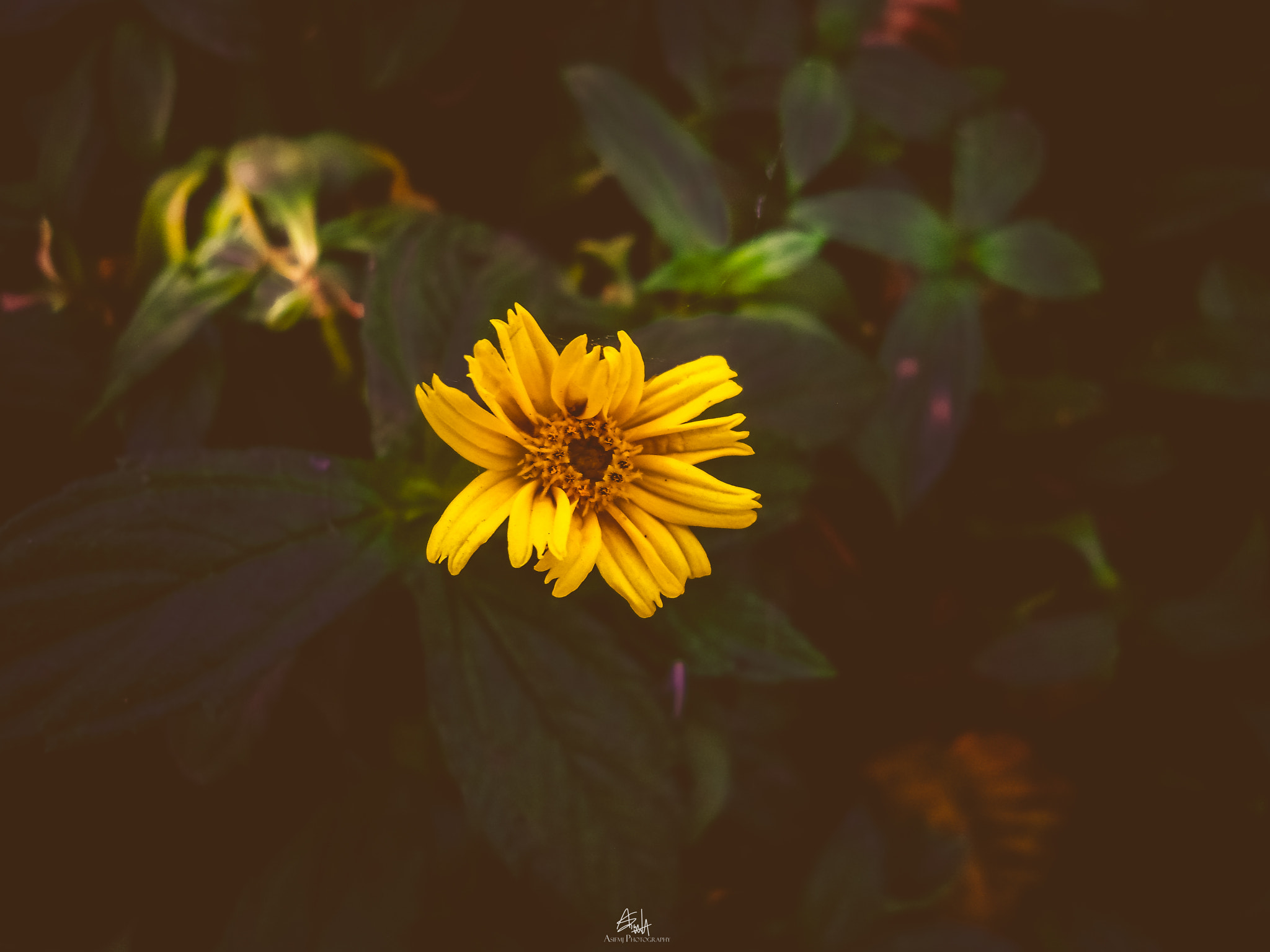 Sony Cyber-shot DSC-W510 sample photo. Yellow flower photography