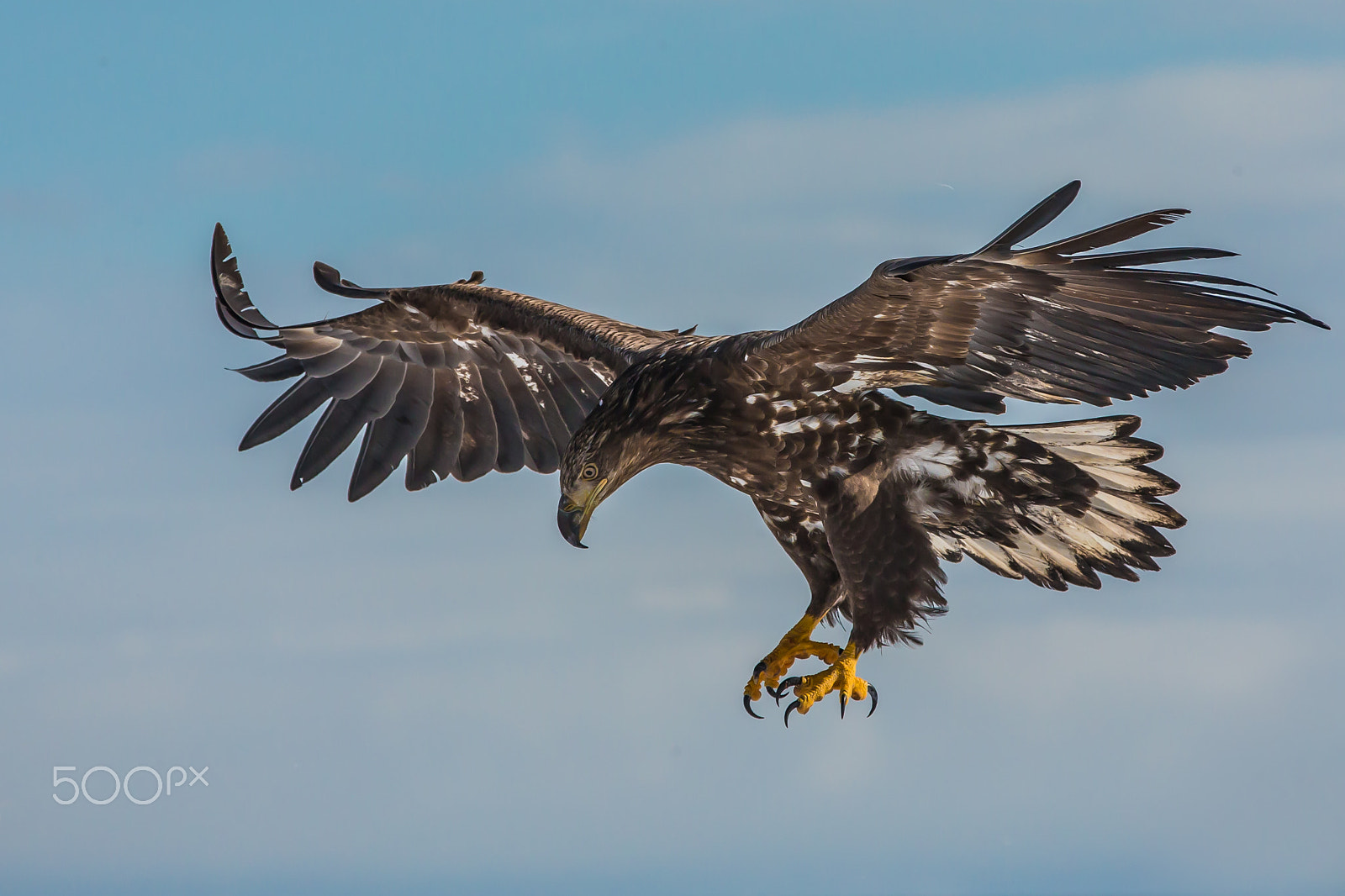 Canon EOS-1D X sample photo. Prepare for landing. photography