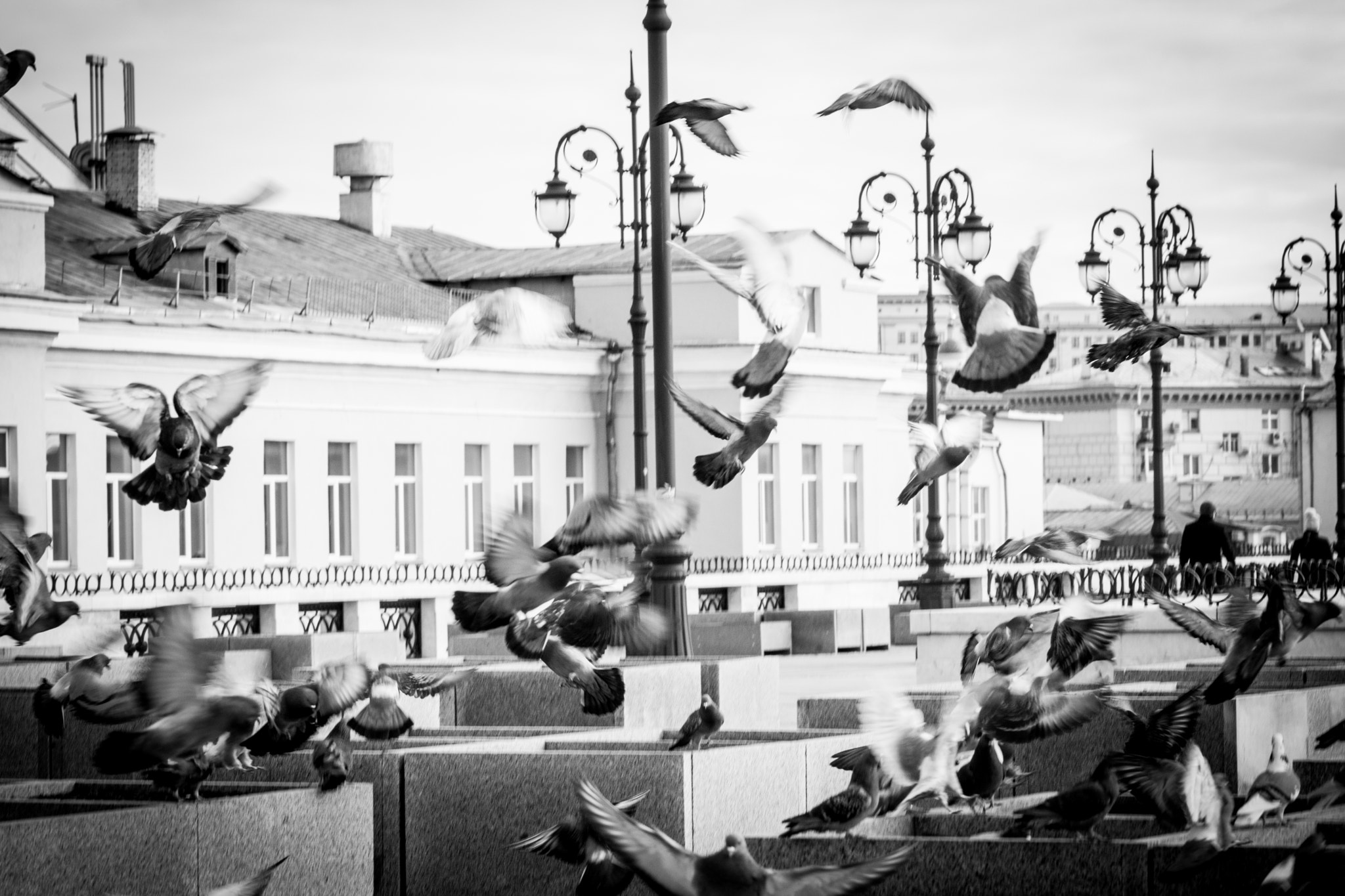 Sony SLT-A77 sample photo. Birds photography