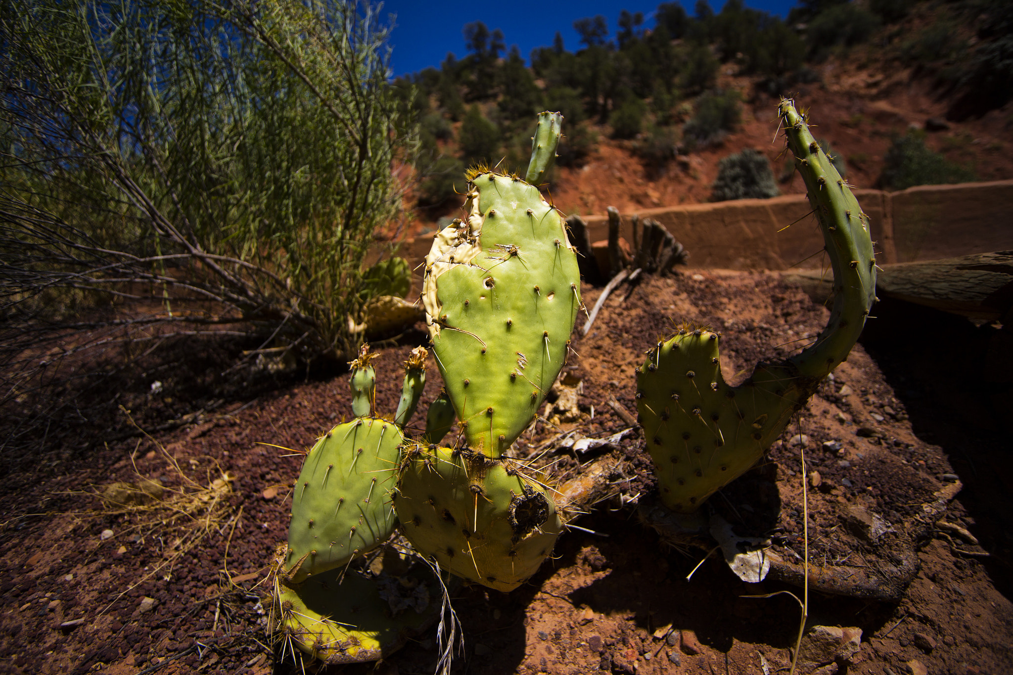 Sigma 15-30mm f/3.5-4.5 EX DG Aspherical sample photo. Cactus photography