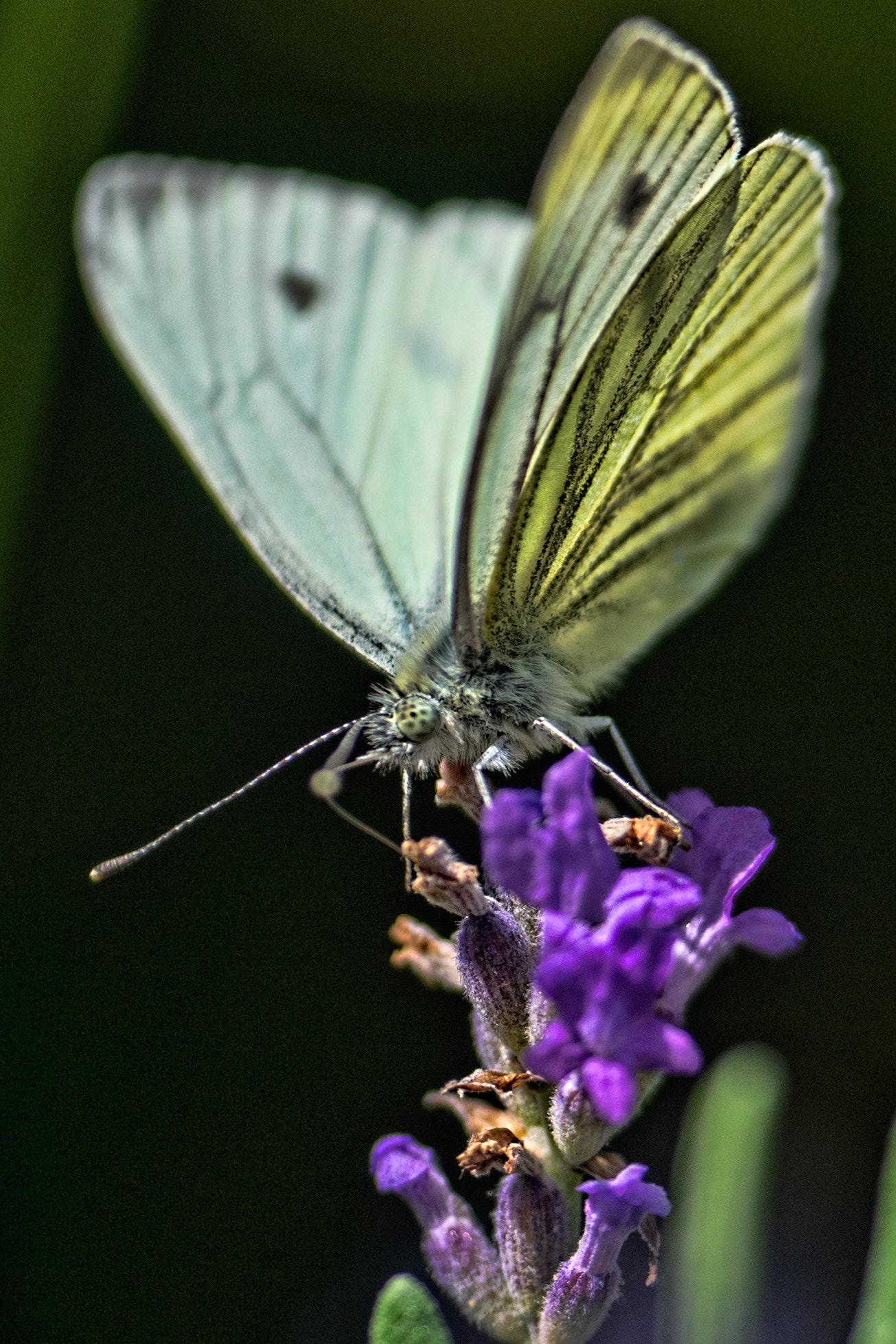 Sony a7 + 70-200mm F2.8 sample photo. Green-veined white butterfly photography