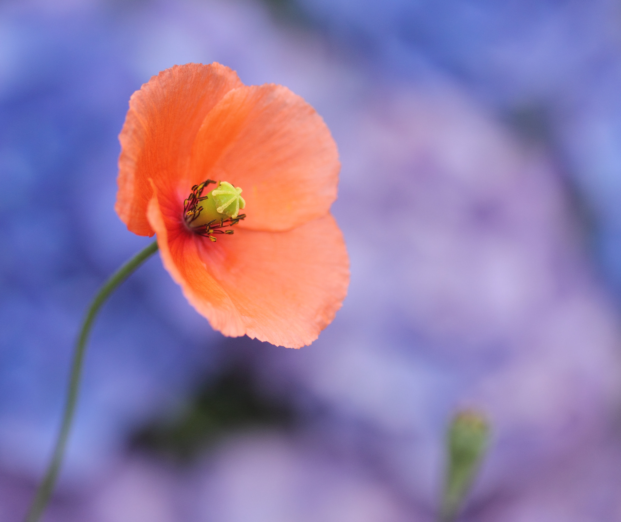Canon EF-S 60mm F2.8 Macro USM sample photo. Poppy photography