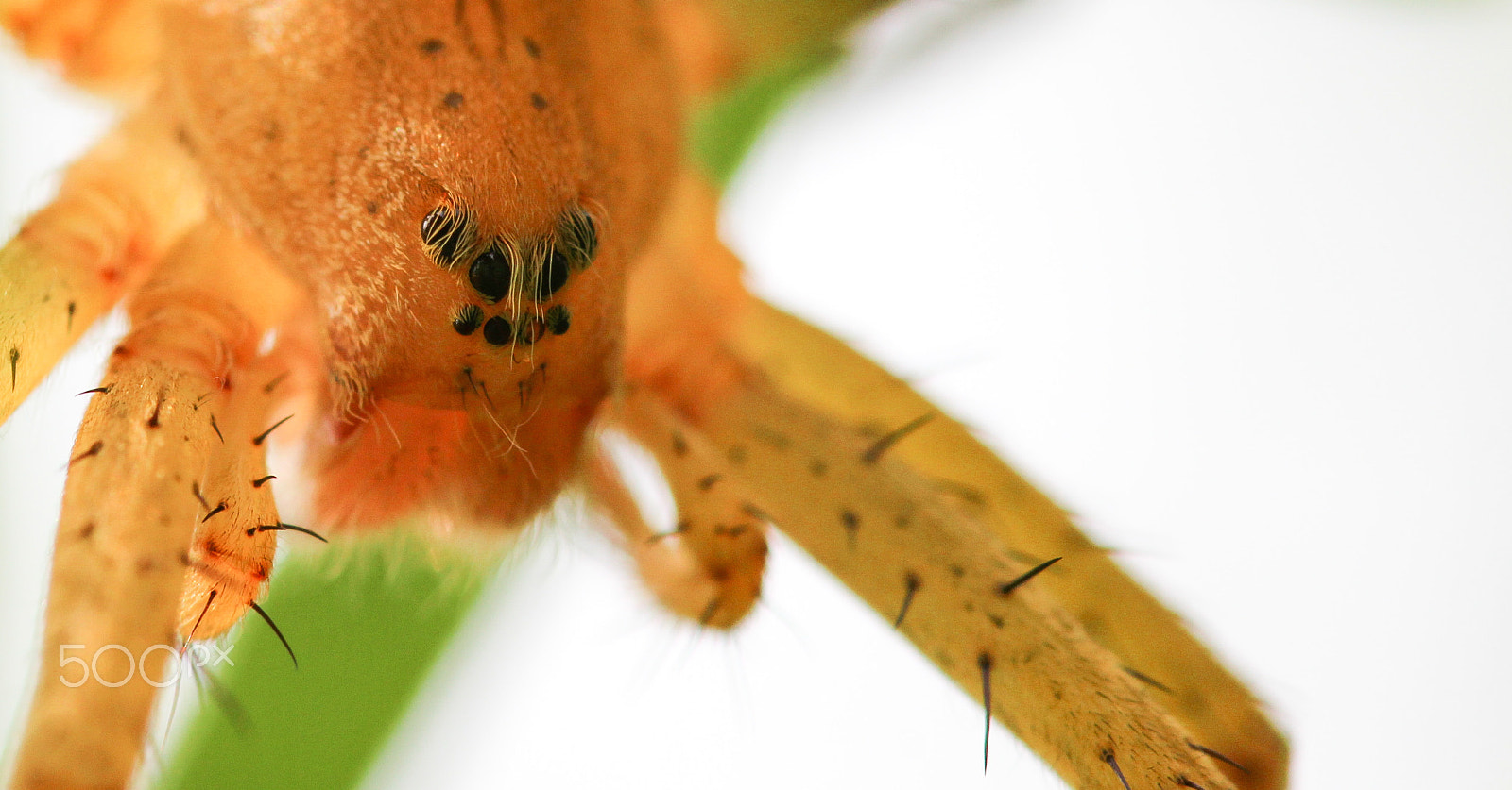 Sigma 105mm F2.8 EX DG OS HSM sample photo. Portrait of a spider photography