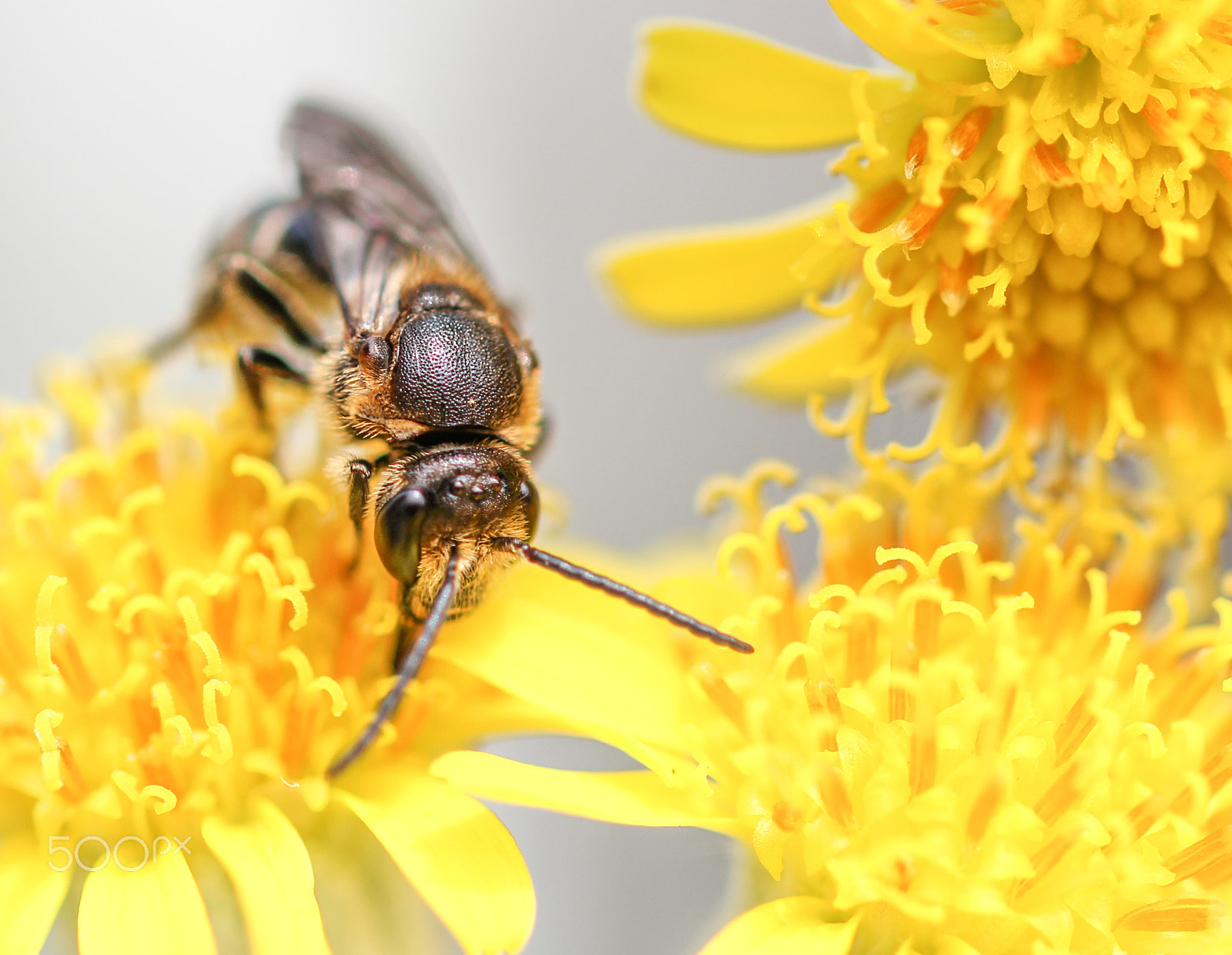 Sigma 105mm F2.8 EX DG OS HSM sample photo. Old bee photography