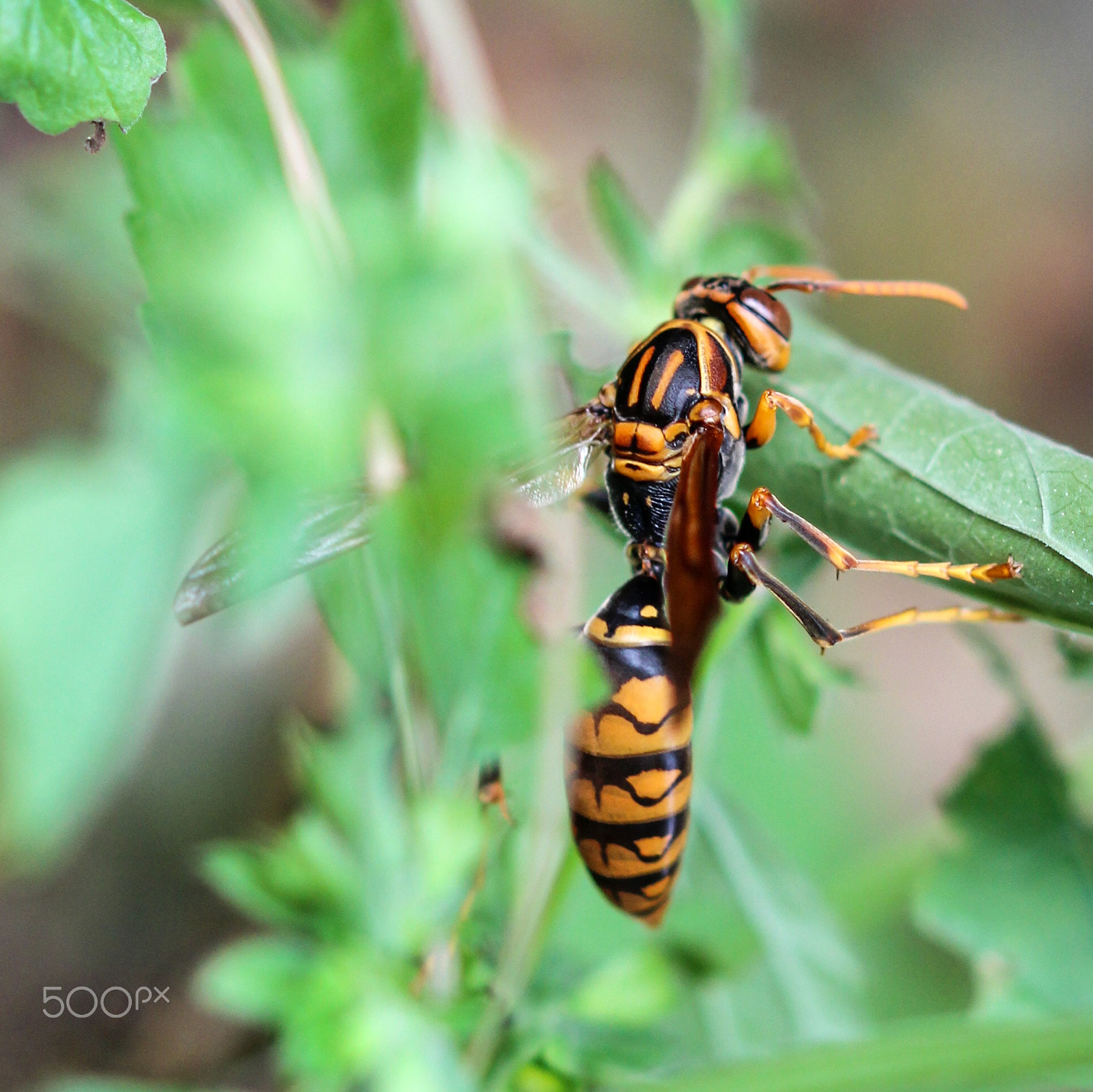 Sigma 105mm F2.8 EX DG OS HSM sample photo. Foraging photography