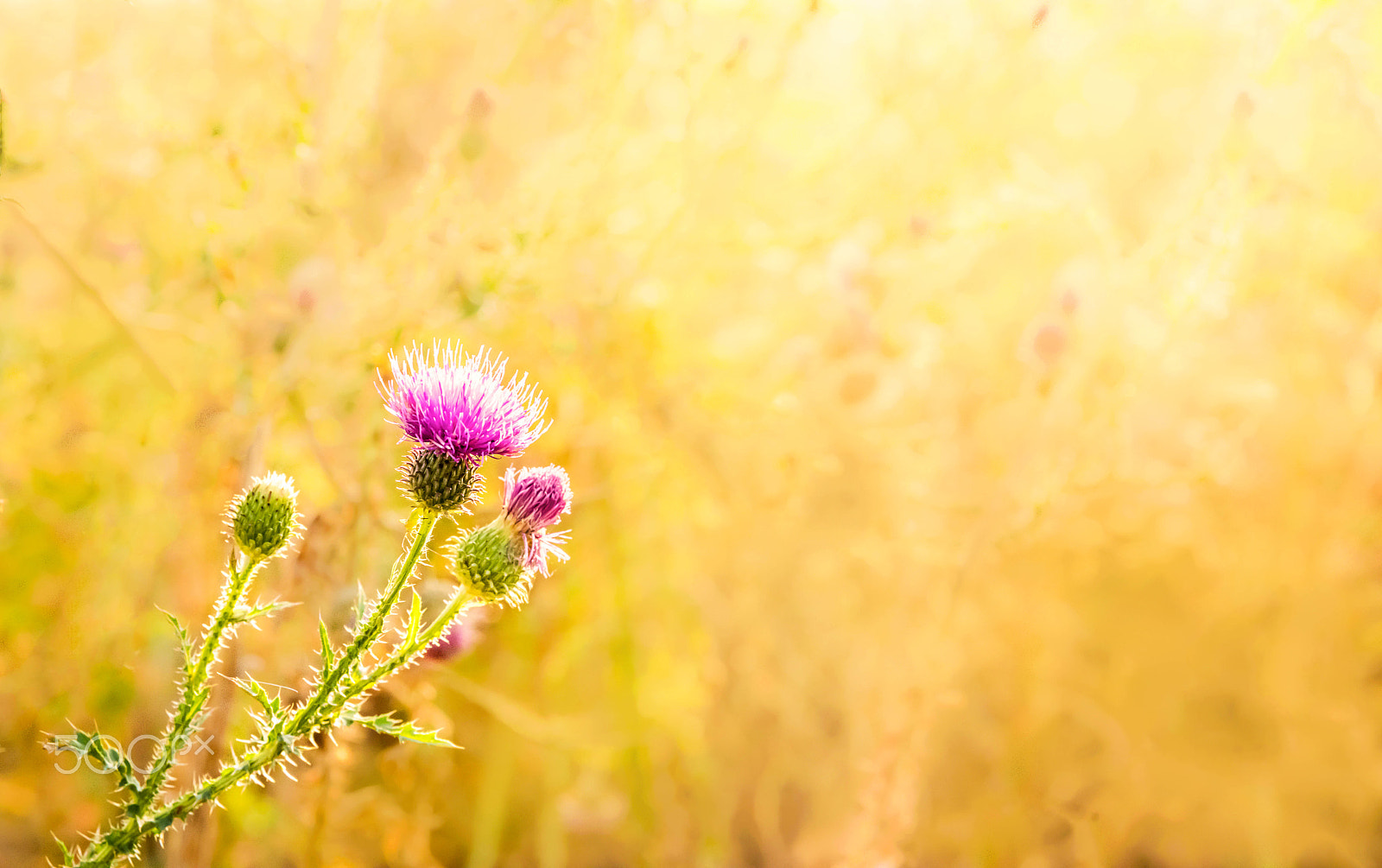 Nikon AF Nikkor 24-85mm F2.8-4D IF sample photo. Flowers in the wind photography