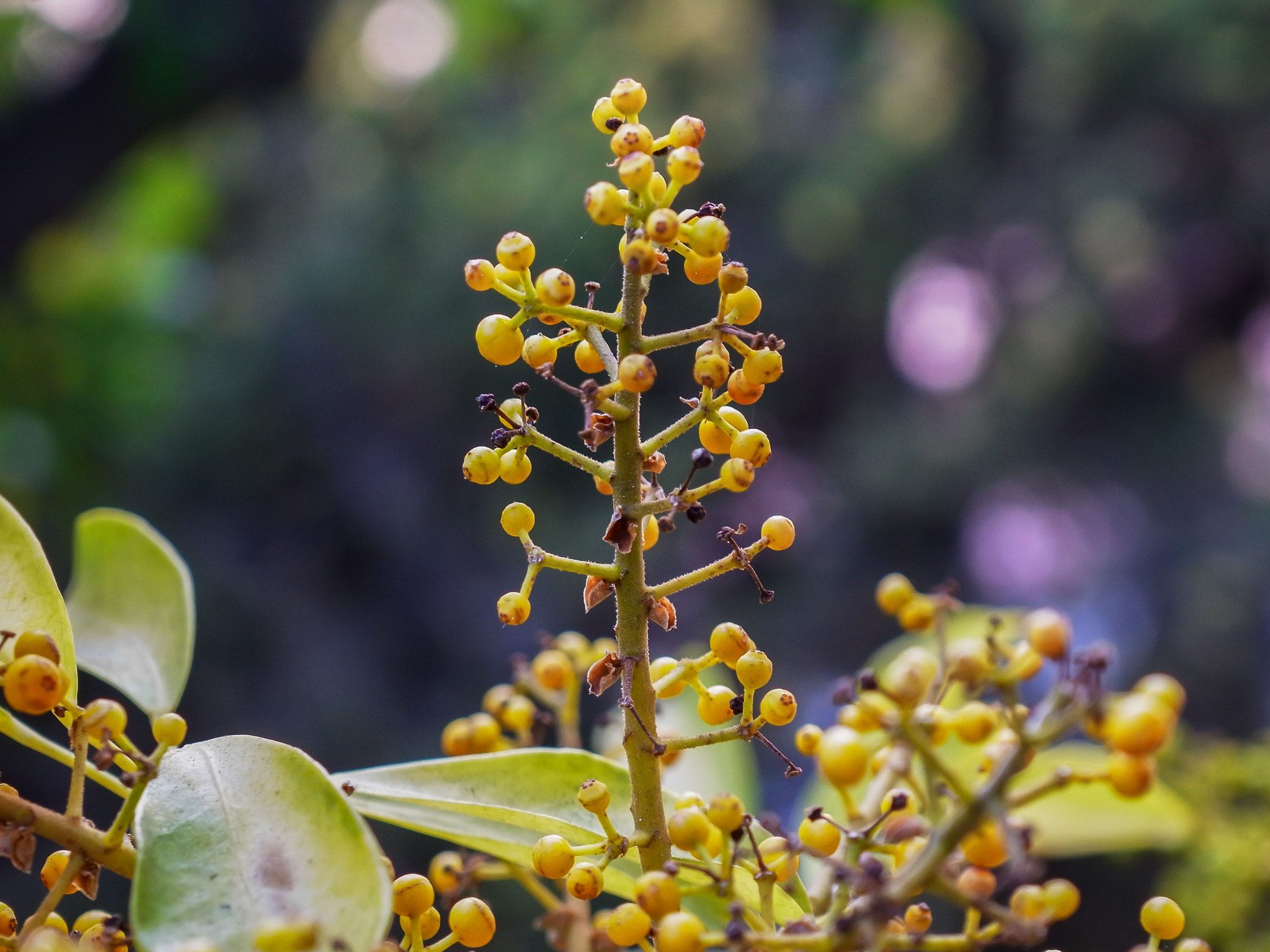 Ricoh GXR A16 sample photo. Shrubbery photography