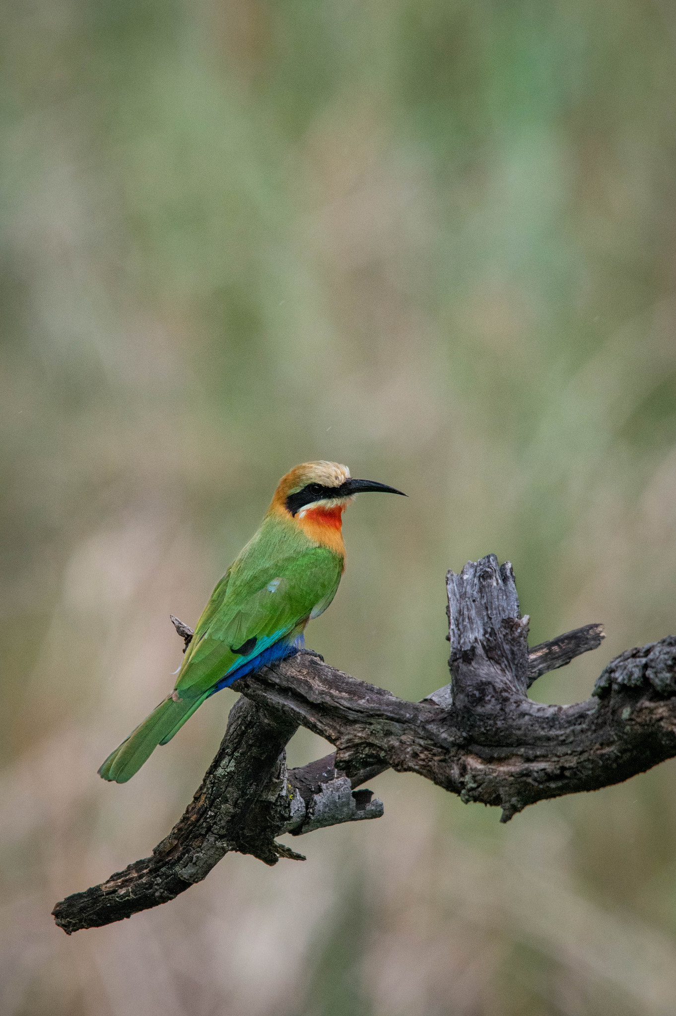 Pentax K-3 + Sigma 70-200mm F2.8 EX DG Macro HSM II sample photo. White-fronted bee-eater photography