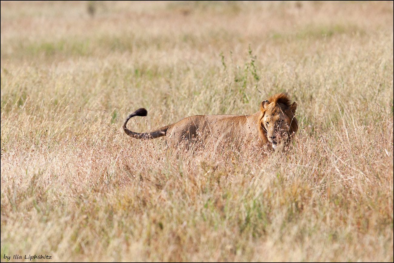 Canon EF 300mm F2.8L IS USM sample photo. Lions of serengeti №3 photography