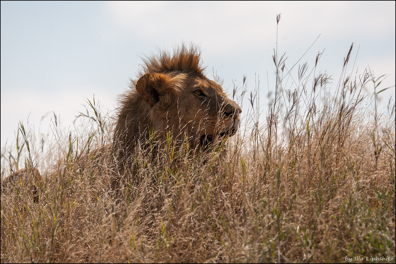 Canon EOS-1D Mark III + Canon EF 300mm F2.8L IS USM sample photo. Lions of serengeti №2 photography