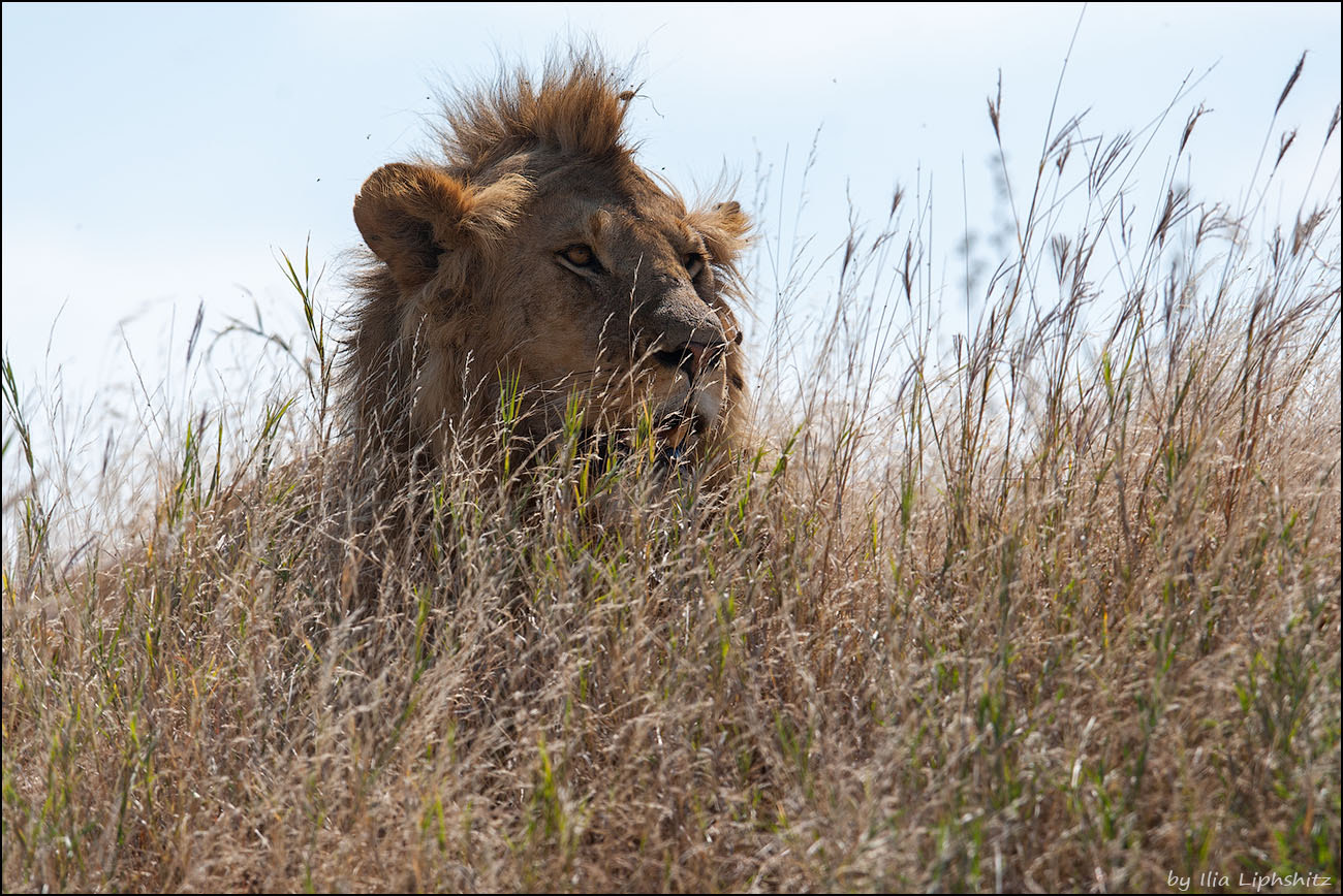 Canon EF 300mm F2.8L IS USM sample photo. Lions of serengeti №1 photography