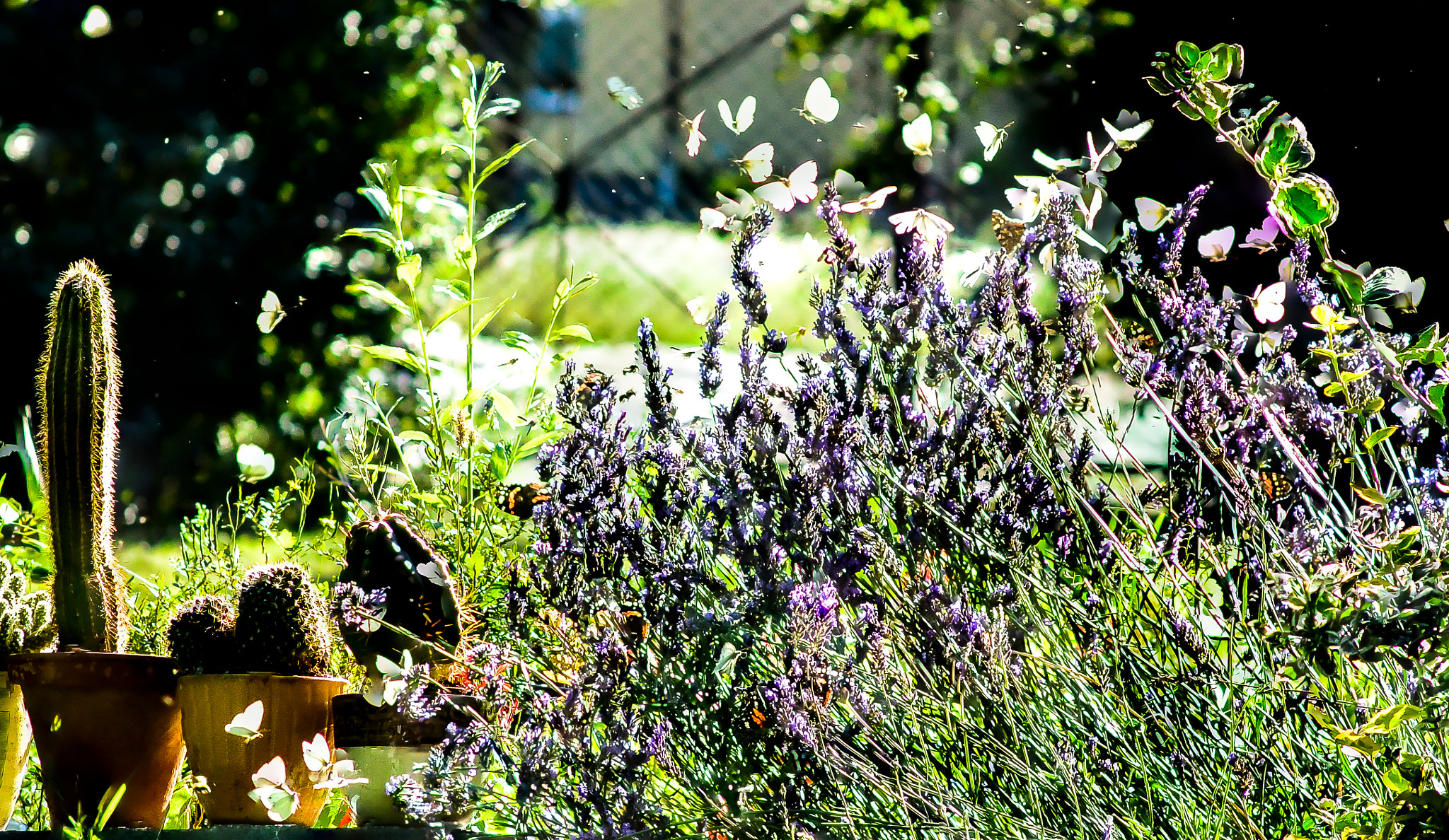 Nikon 1 J3 sample photo. Butterfly photography