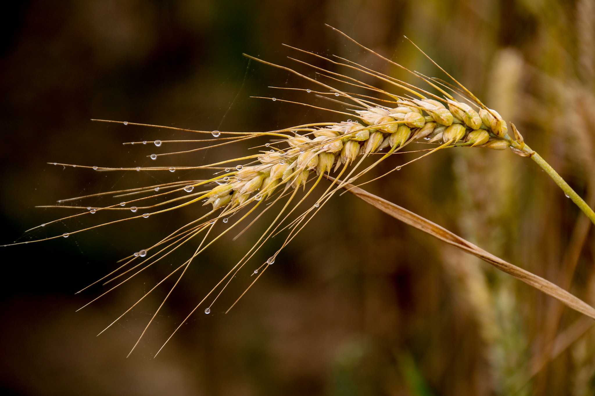 Canon EOS 100D (EOS Rebel SL1 / EOS Kiss X7) sample photo. Barley after raining photography