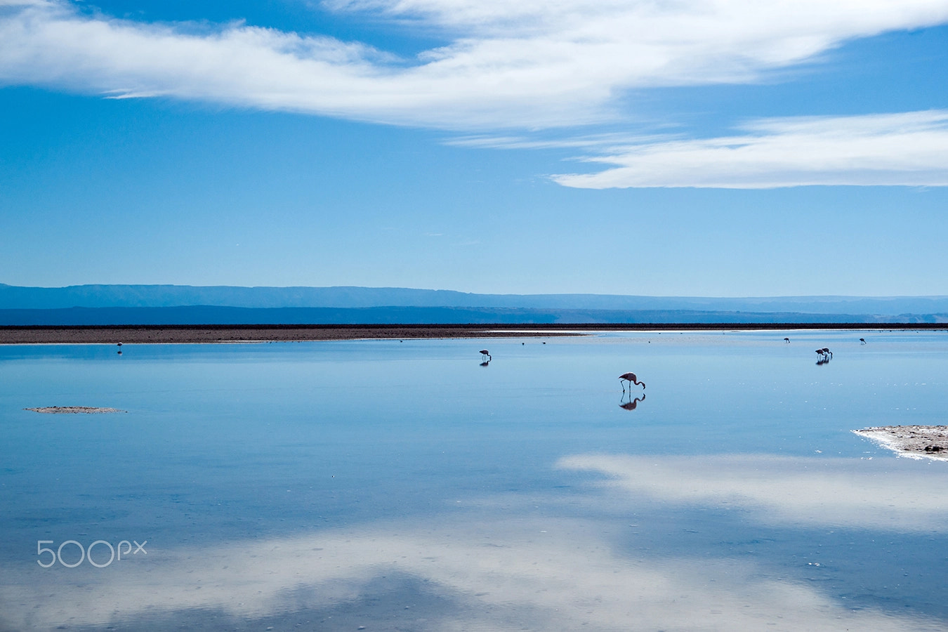 Sony Alpha DSLR-A900 + 35-70mm F4 sample photo. Flamingos and reflections photography