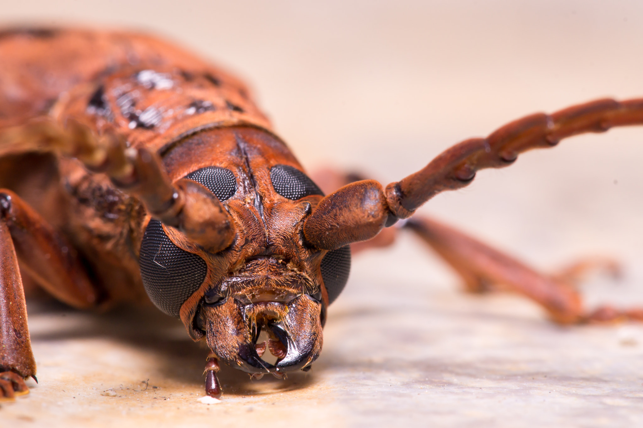 Minolta AF 28-85mm F3.5-4.5 New sample photo. Pectinate antenna beetle, closeup photography