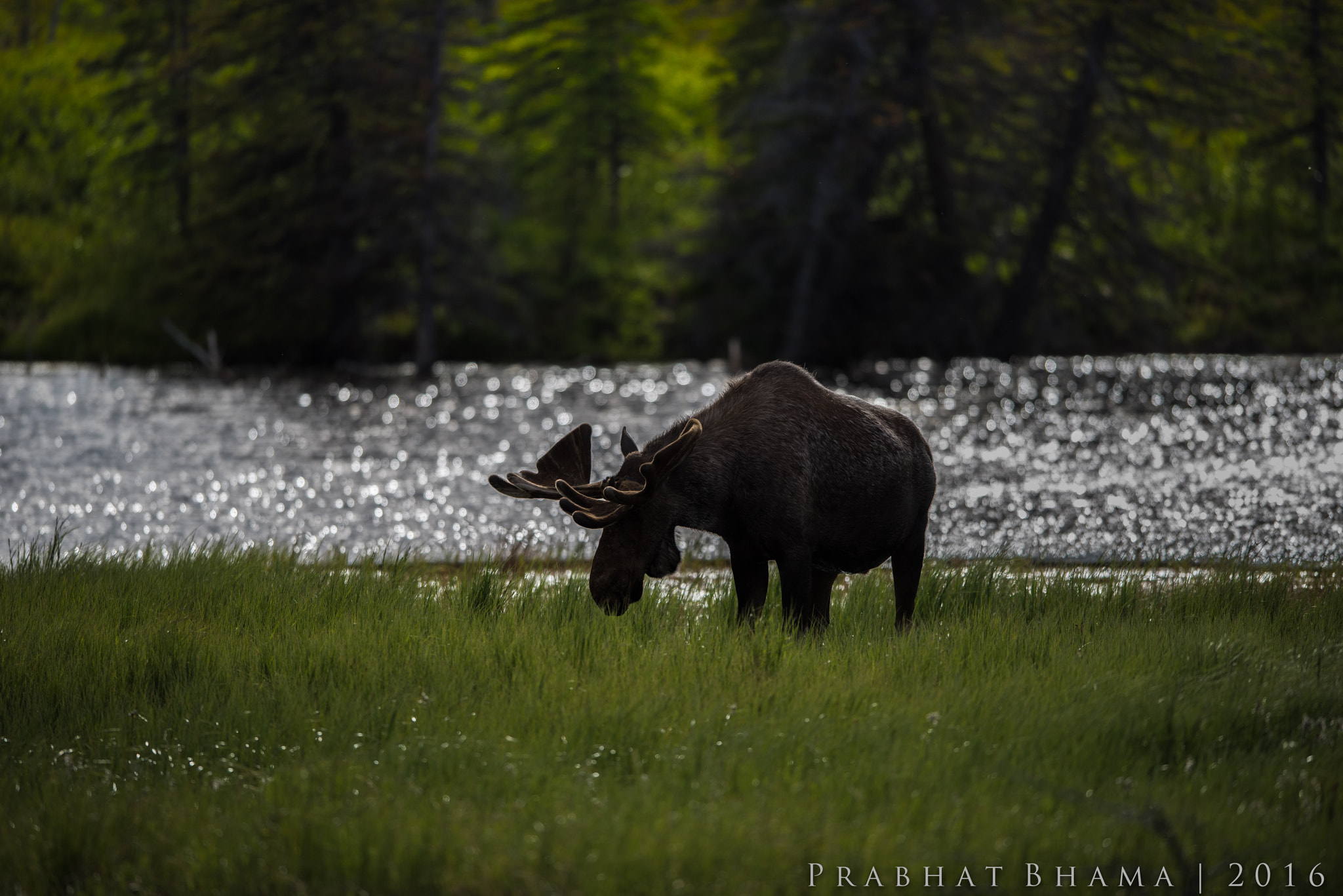 Nikon AF-S Nikkor 400mm F2.8E FL ED VR sample photo. Bull moose photography