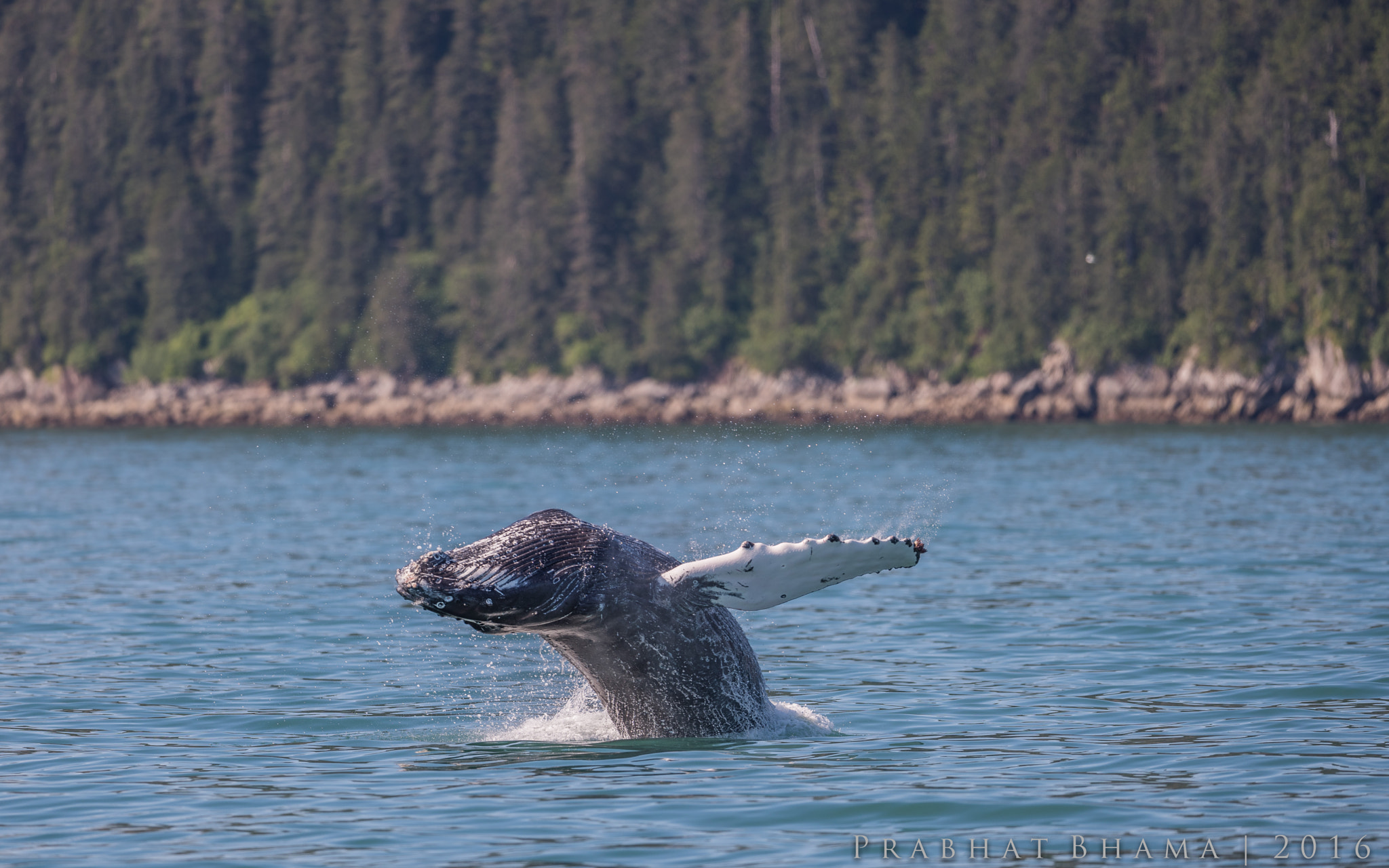 Nikon AF-S Nikkor 400mm F2.8E FL ED VR sample photo. Kenai fjords national park tour june photography