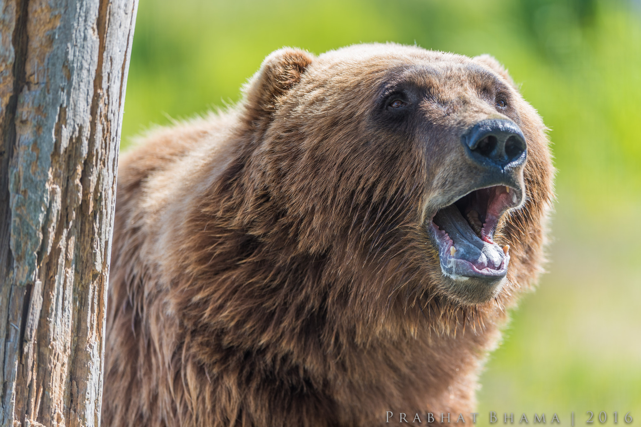Nikon AF-S Nikkor 400mm F2.8E FL ED VR sample photo. Alaska wildlife conservation center photography