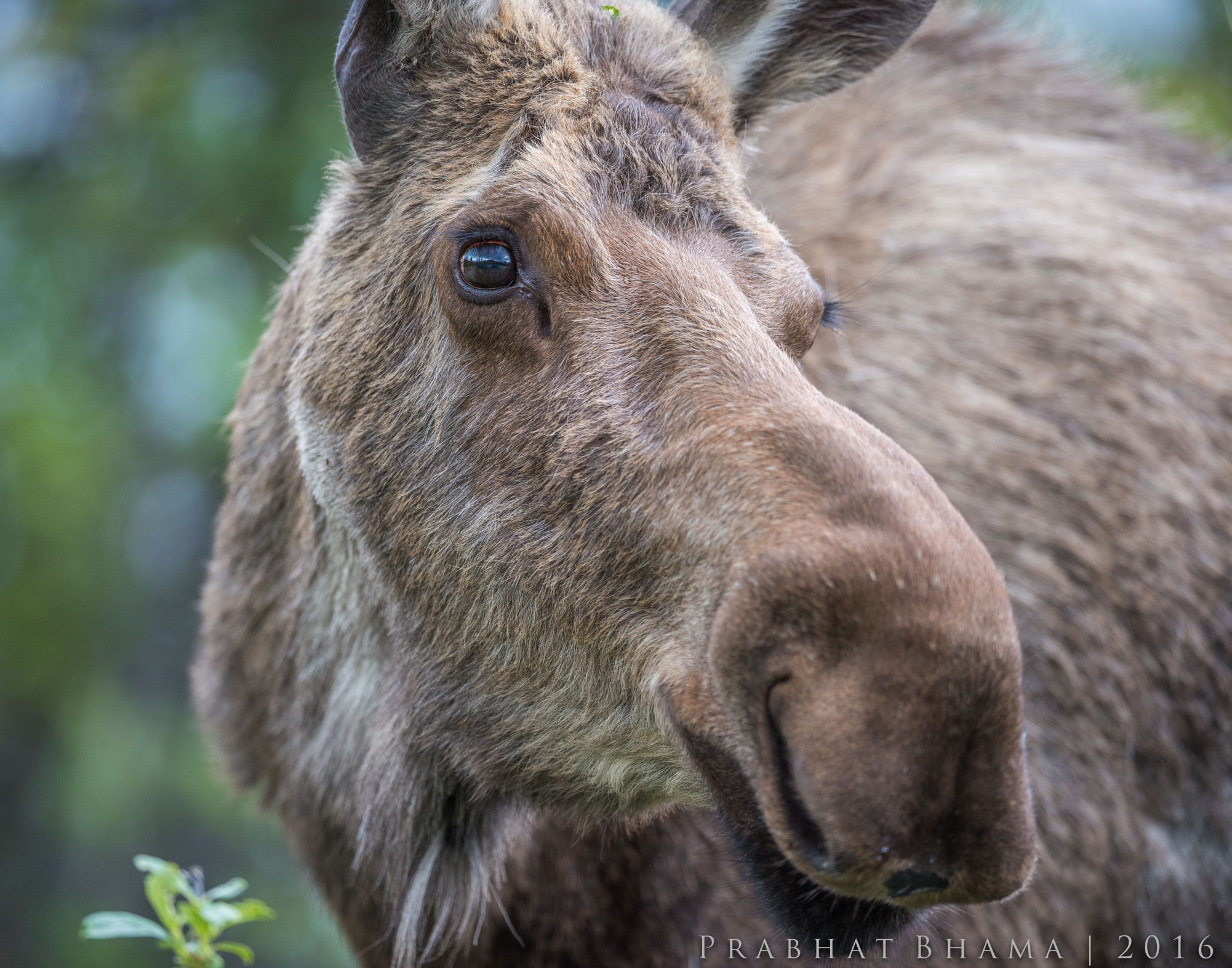 Nikon AF-S Nikkor 400mm F2.8E FL ED VR sample photo. Moose photography