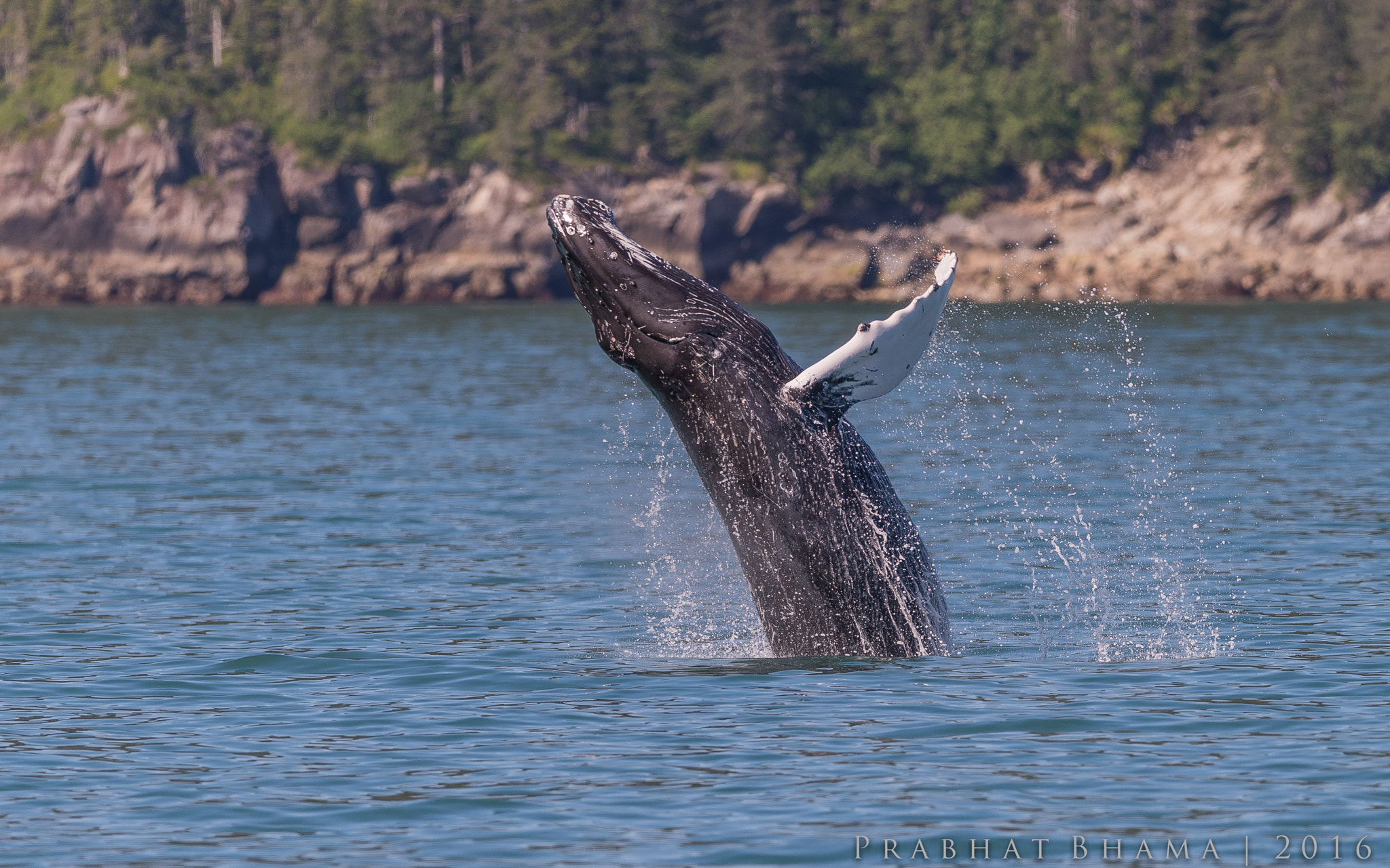 Nikon AF-S Nikkor 400mm F2.8E FL ED VR sample photo. Breaching humpback whale photography