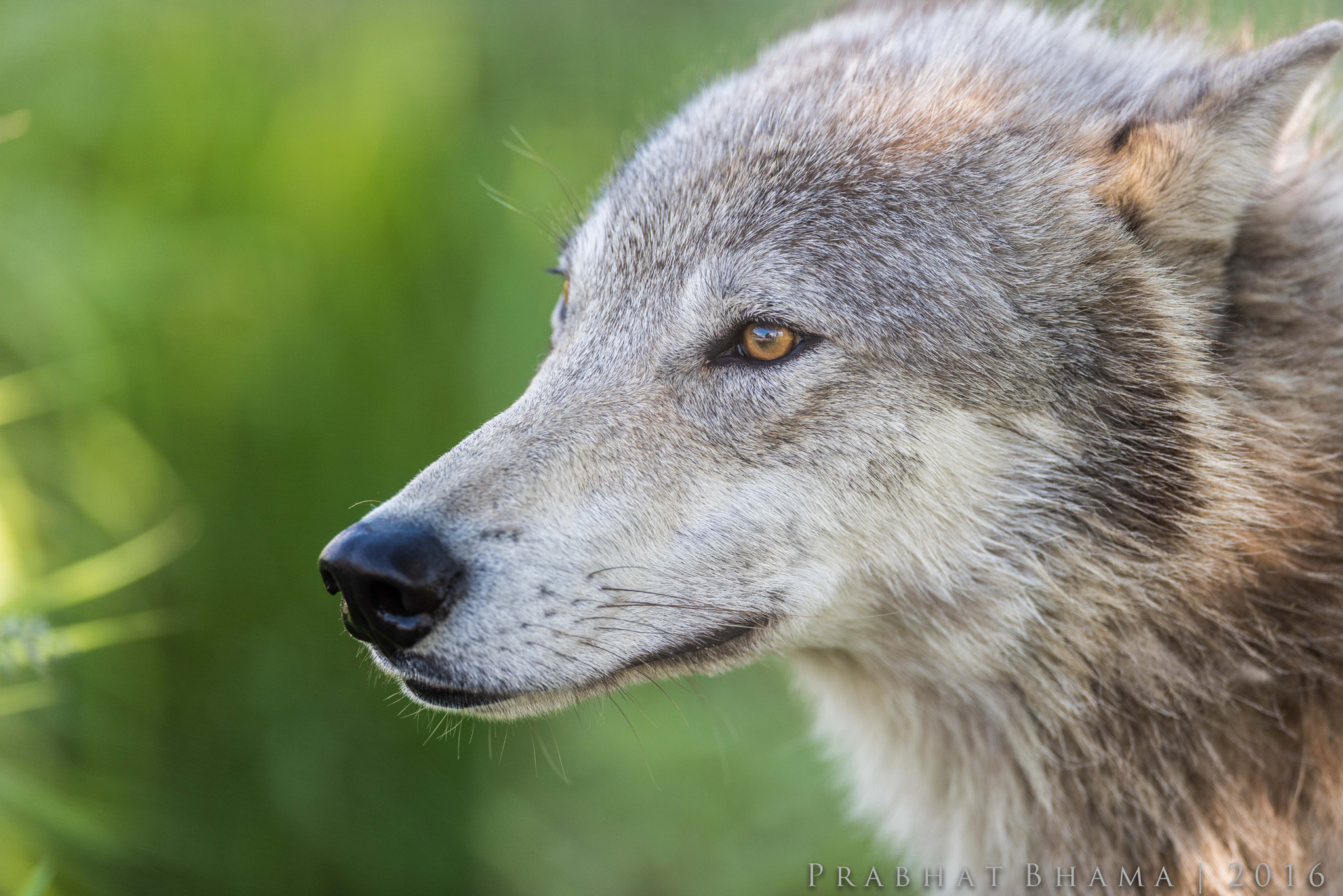 Nikon AF-S Nikkor 400mm F2.8E FL ED VR sample photo. Alaska wildlife conservation center june photography