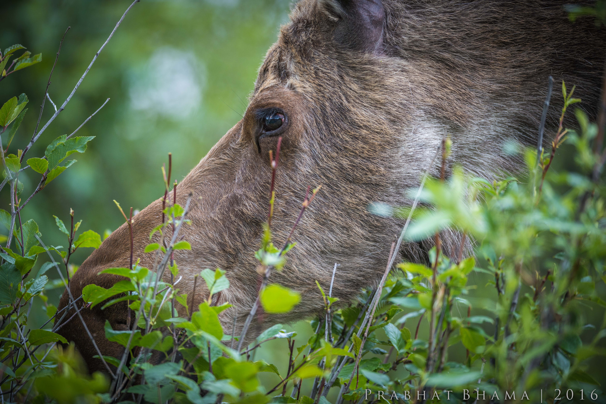 Nikon AF-S Nikkor 400mm F2.8E FL ED VR sample photo. Female moose photography