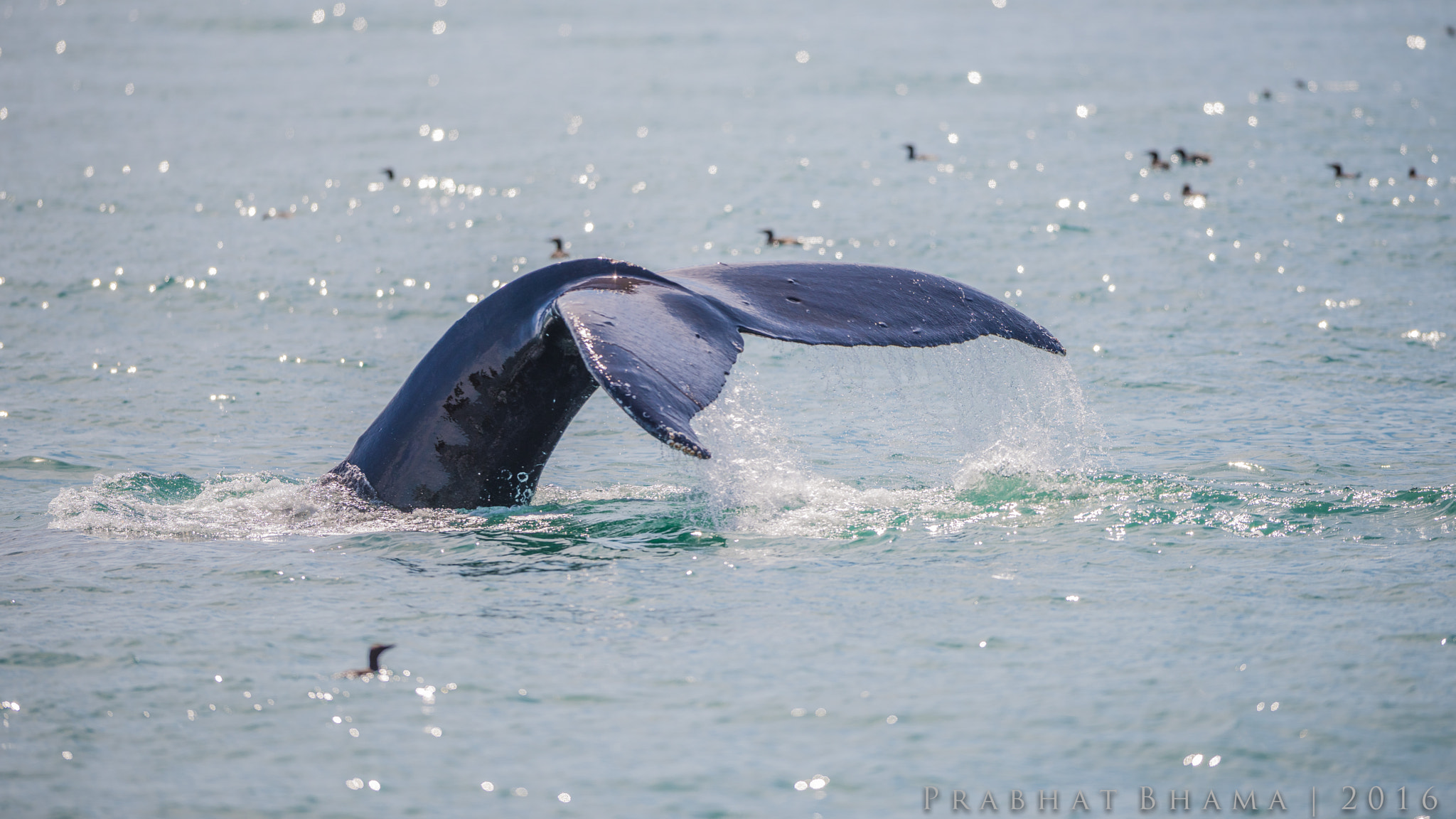Nikon AF-S Nikkor 400mm F2.8E FL ED VR sample photo. Whale tail photography