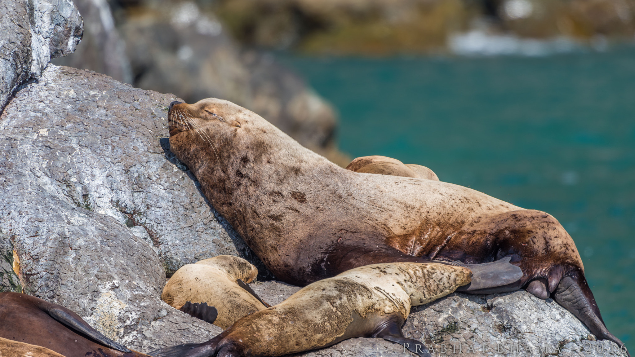 Nikon AF-S Nikkor 400mm F2.8E FL ED VR sample photo. Sea lion photography