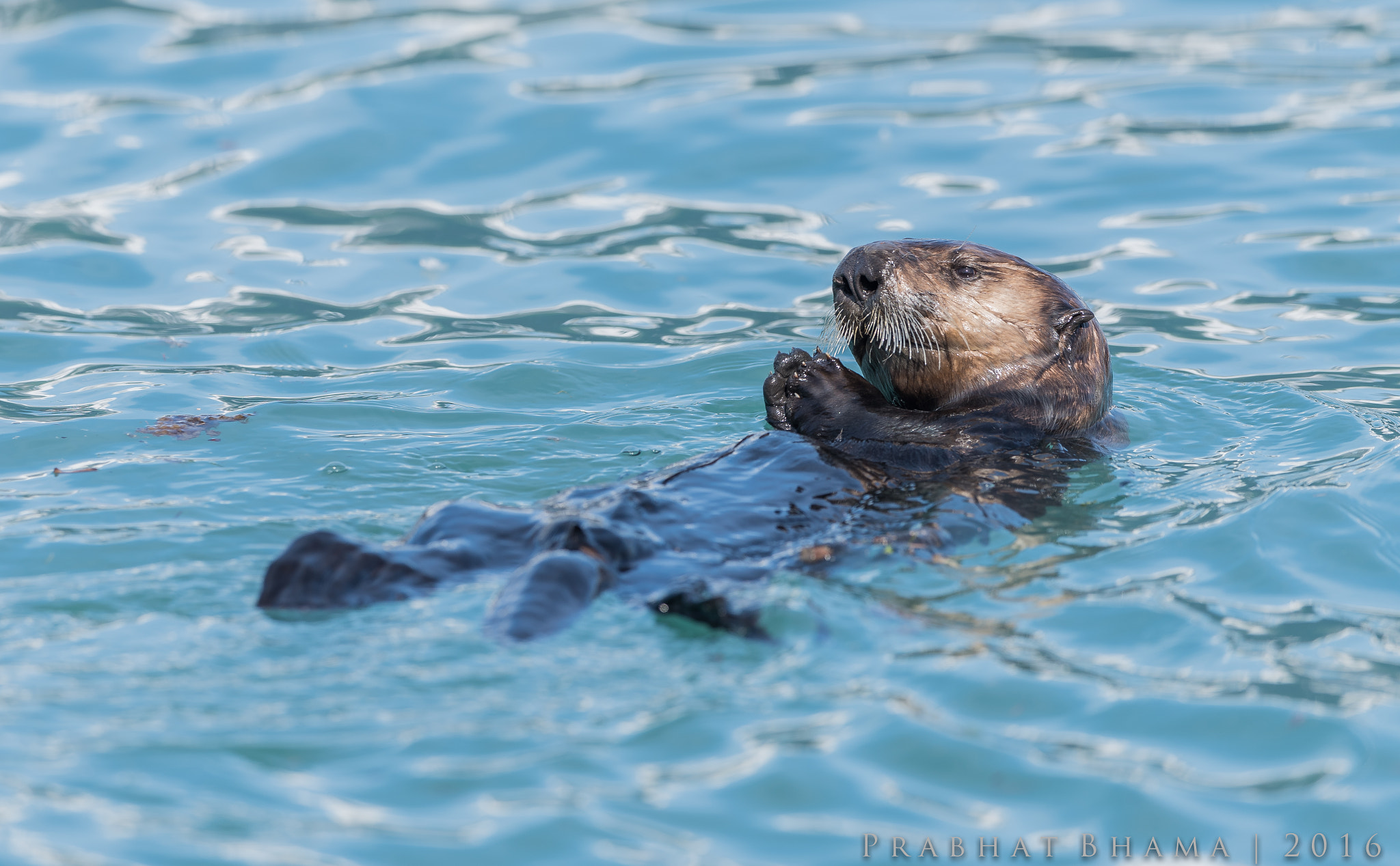 Nikon AF-S Nikkor 400mm F2.8E FL ED VR sample photo. Sea otter in resurrection bay alaska photography