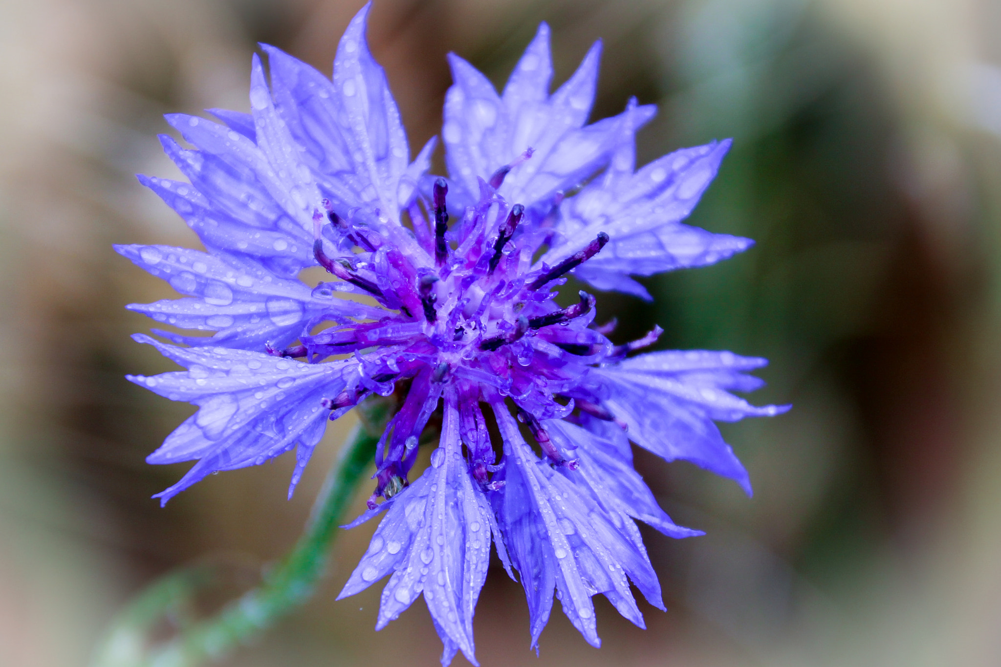 Canon EOS 100D (EOS Rebel SL1 / EOS Kiss X7) sample photo. Blue flower after raining photography