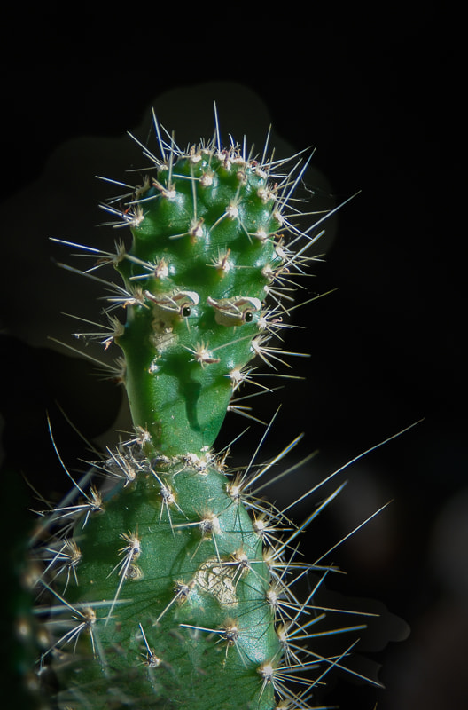 AF Zoom-Nikkor 28-105mm f/3.5-4.5D IF sample photo. Little prick photography